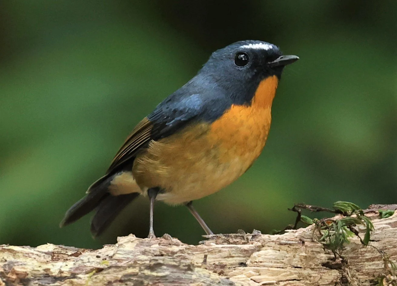 FLYCATCHER - SNOWY-BROWED FLYCATCHER - Ficedula hyperythra - DOI PHA HOM POK NP DOI LANG EAST FEB 2022 (52).jpg