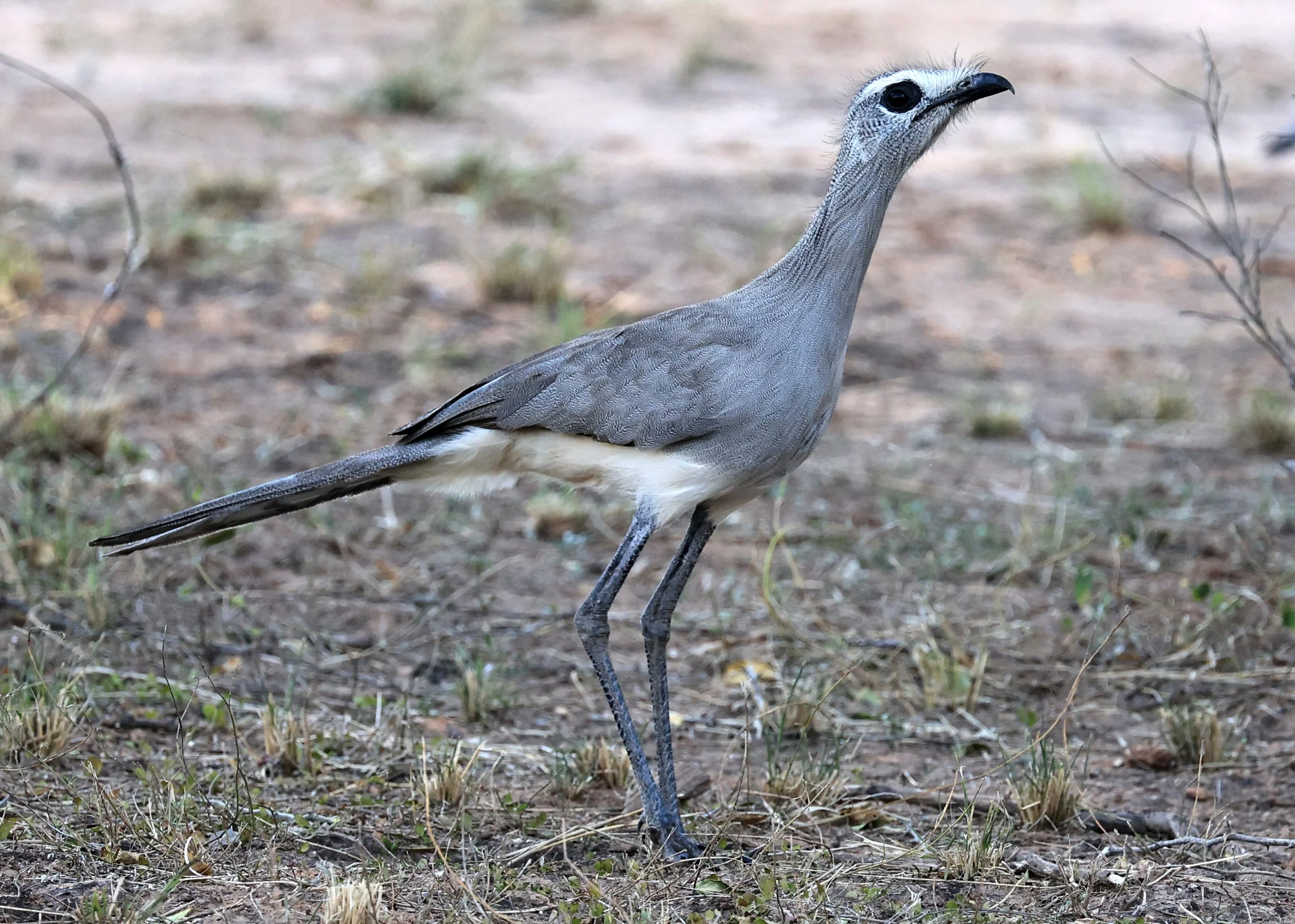 Black-legged Seriema (Chunga burmeisteri) Parque Nacional Teniente Agripino Enciso (39).jpg