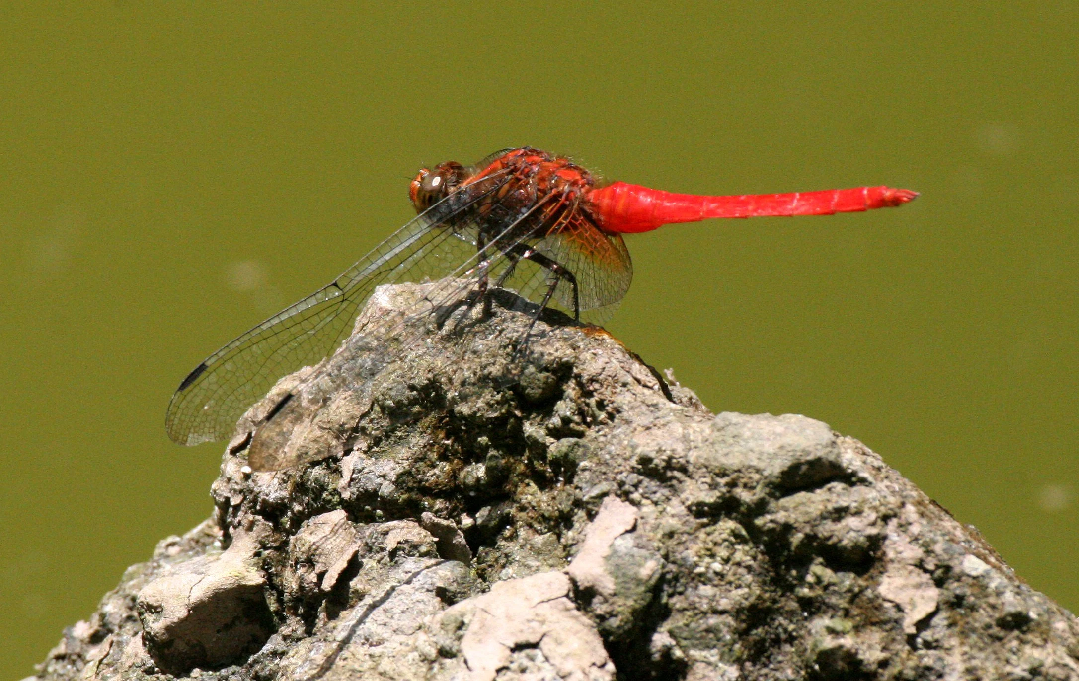 Order Odonata - Dragonflies & Damselflies