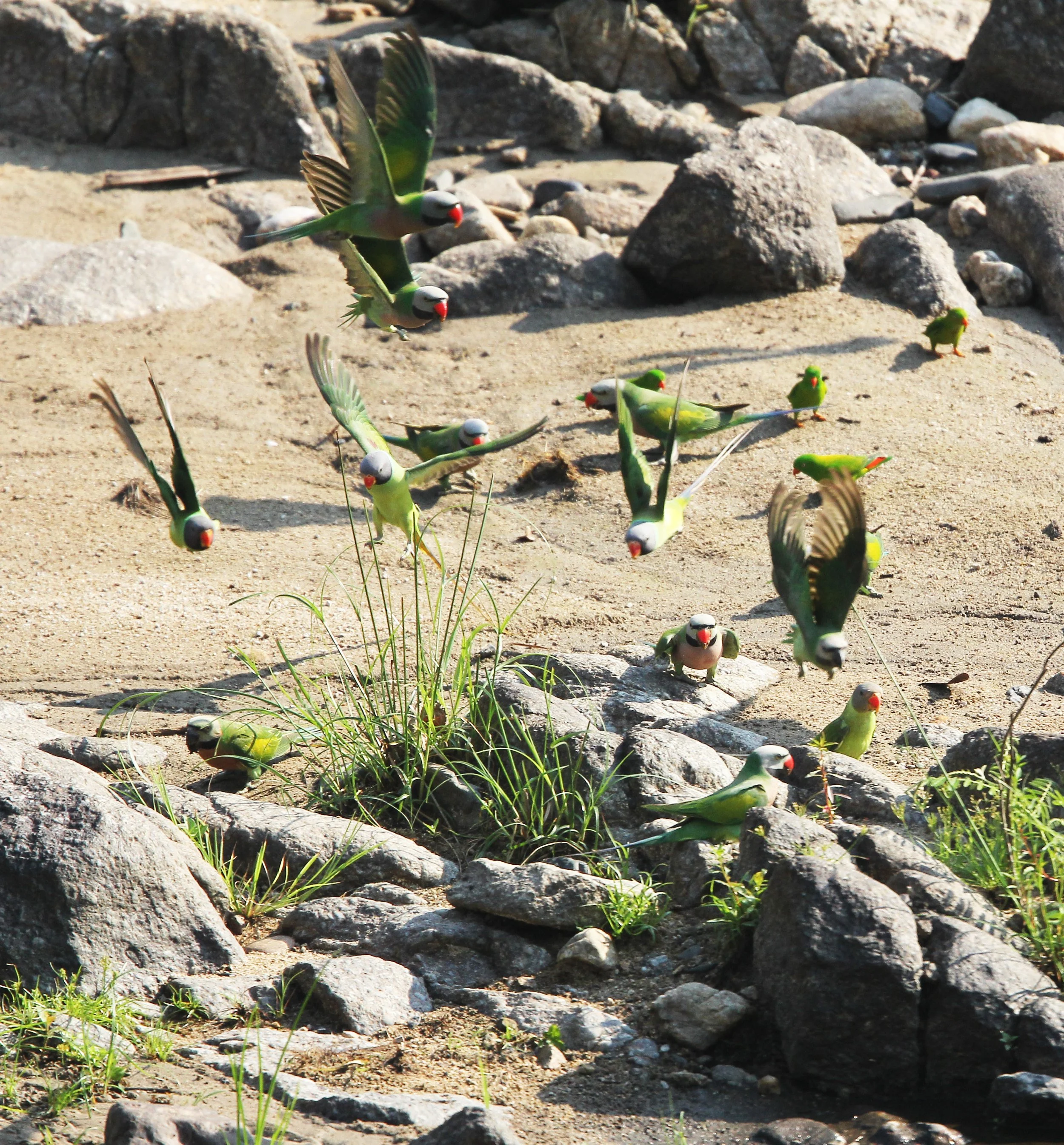 BIRD - PARAKEET - RED BREASTED, GREY-HEADED PARAKEETS & VERNAL HANGING PARROT -  HUAI KHA KHAENG (50).JPG