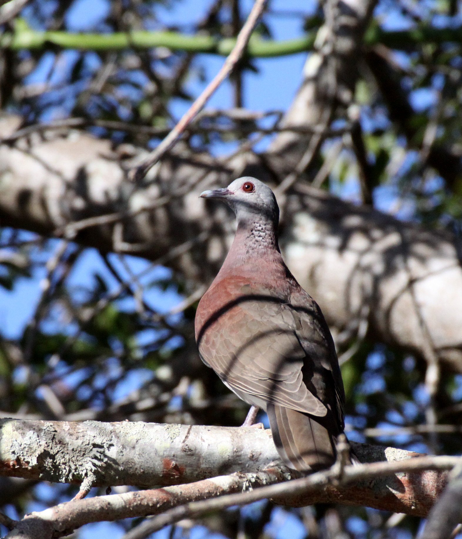 Malagasy Turtle-Dove (Nesoenas picturatus) Berenty Reserve Madagascar (1).JPG