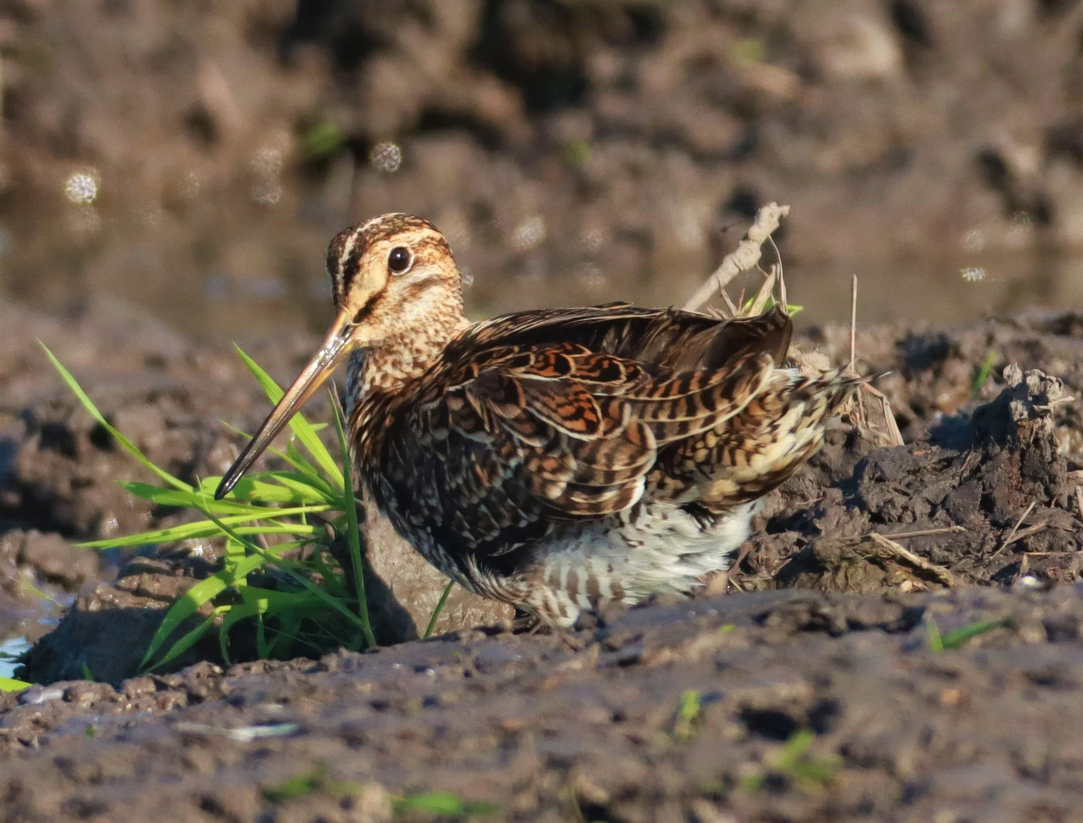 SNIPE - PINTAIL SNIPE - Gallinago stenura - PATHUM THANI RICE RESEARCH CENTER AUGUST 24 2021 (109).jpg
