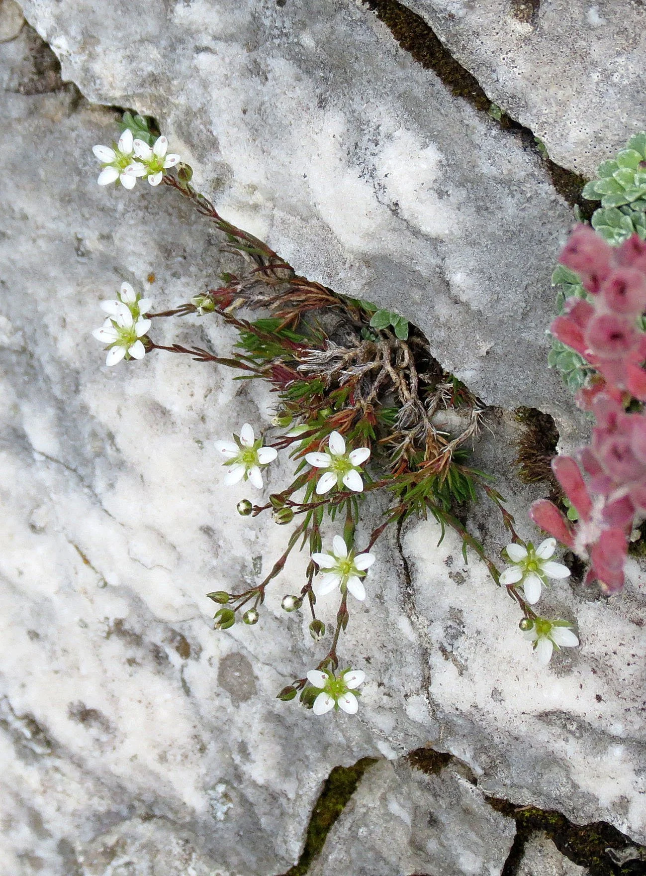 ABRUZZO NATIONAL PARK ITALY (33).JPG