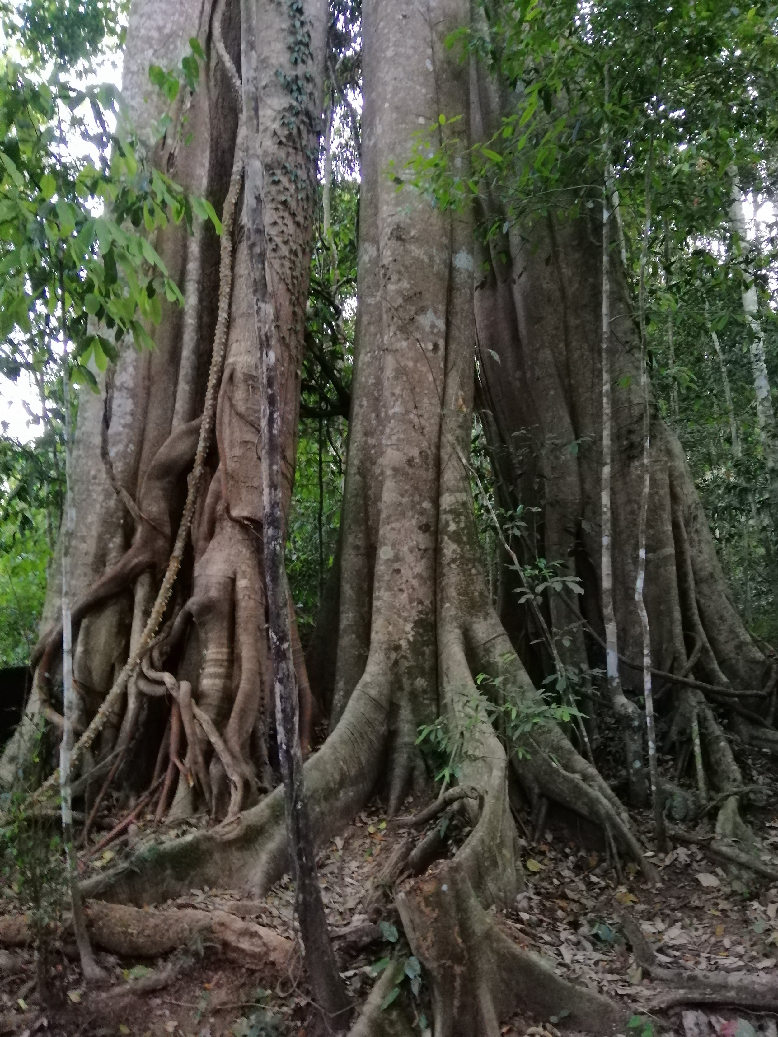 The giant fig (Ficus) trees in Khao Yai National Park are primarily strangler figs (Ficus annulata) and various banyan species.