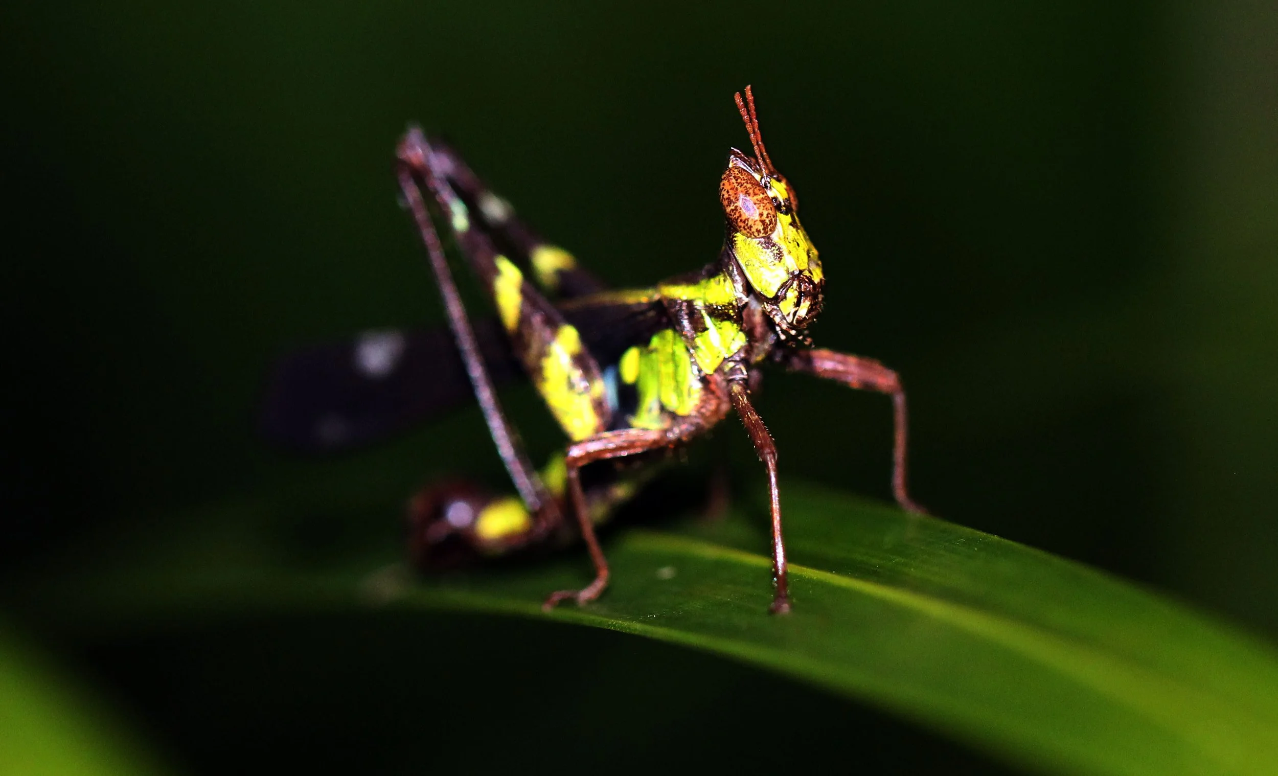Erianthus serratus - Koh Lanta, Thailand (13).JPG