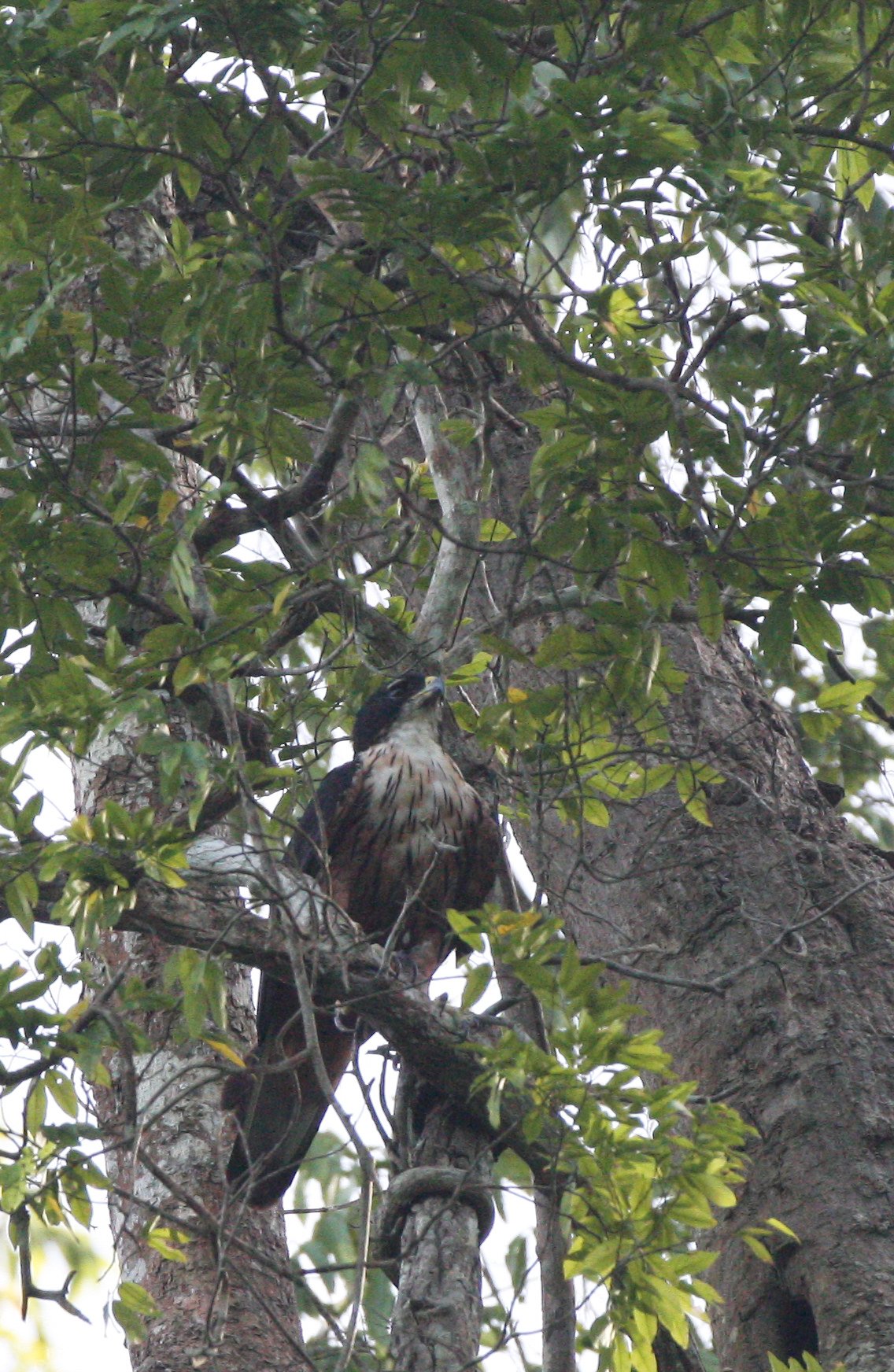 Hieraaetus kienerii - RUFOUS-BELLIED EAGLE - KAENG KRACHAN NP THAILAND (48).JPG