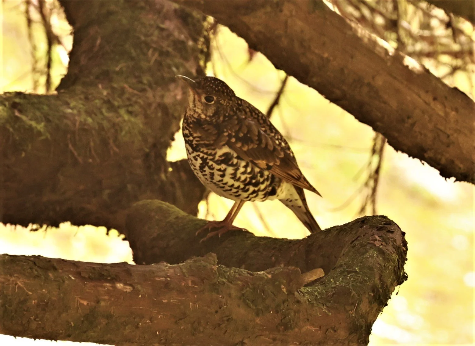 Scaly Thrush (Zoothera dauma) Doi Ang Kang Chiang Mai (3).jpg