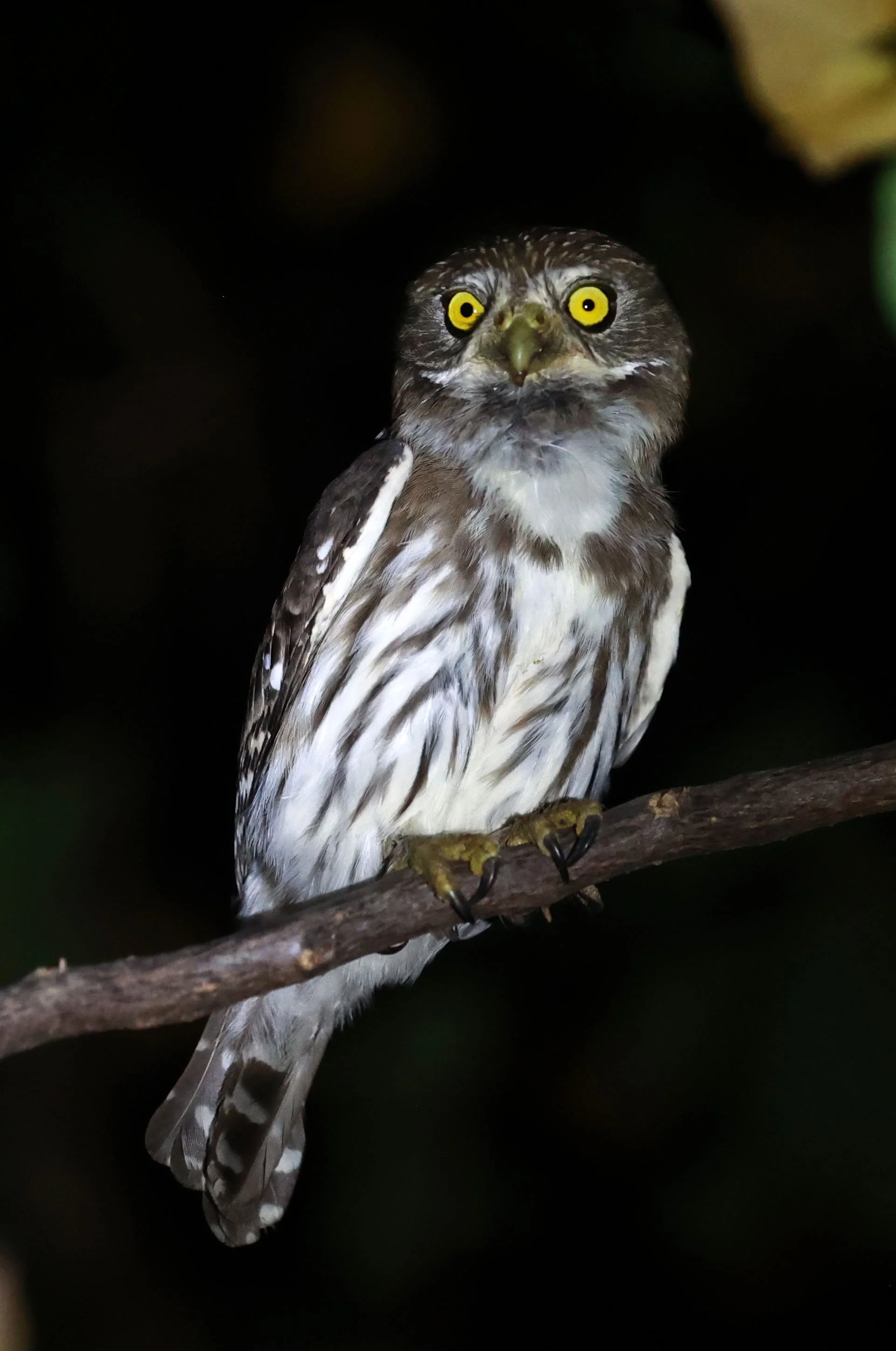 Owl - Ferruginous Pygmy Owl - Glaucidium brasilianum - Pousada Aguape - Fazenda São José Zona Rural, Aquidauana, Mato Grosso do Sul, Brazil (13).jpg
