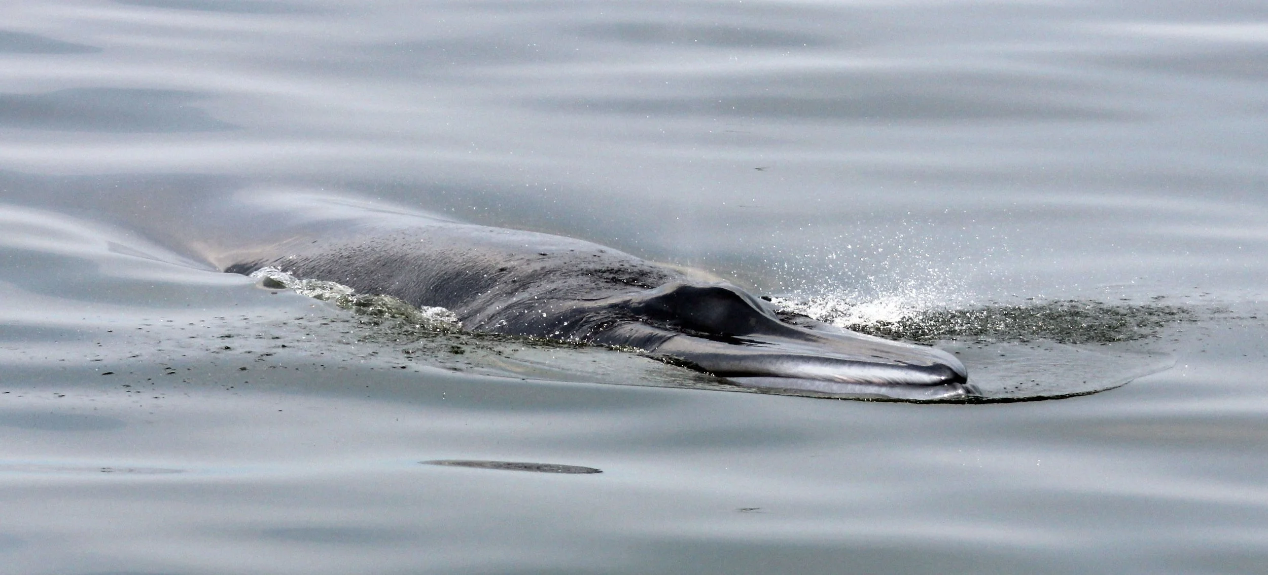 Balaenoptera brydei edeni - EDEN'S (BRYDE'S) WHALE - BAN TABOON PETCHABURI THAILAND (28).JPG