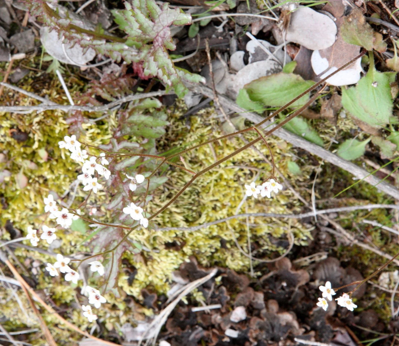 SAXIFRAGACEAE - SAXIFRAGA SPECIES - PINNACLES NATIONAL MONUMENT CALIFORNIA (2).JPG