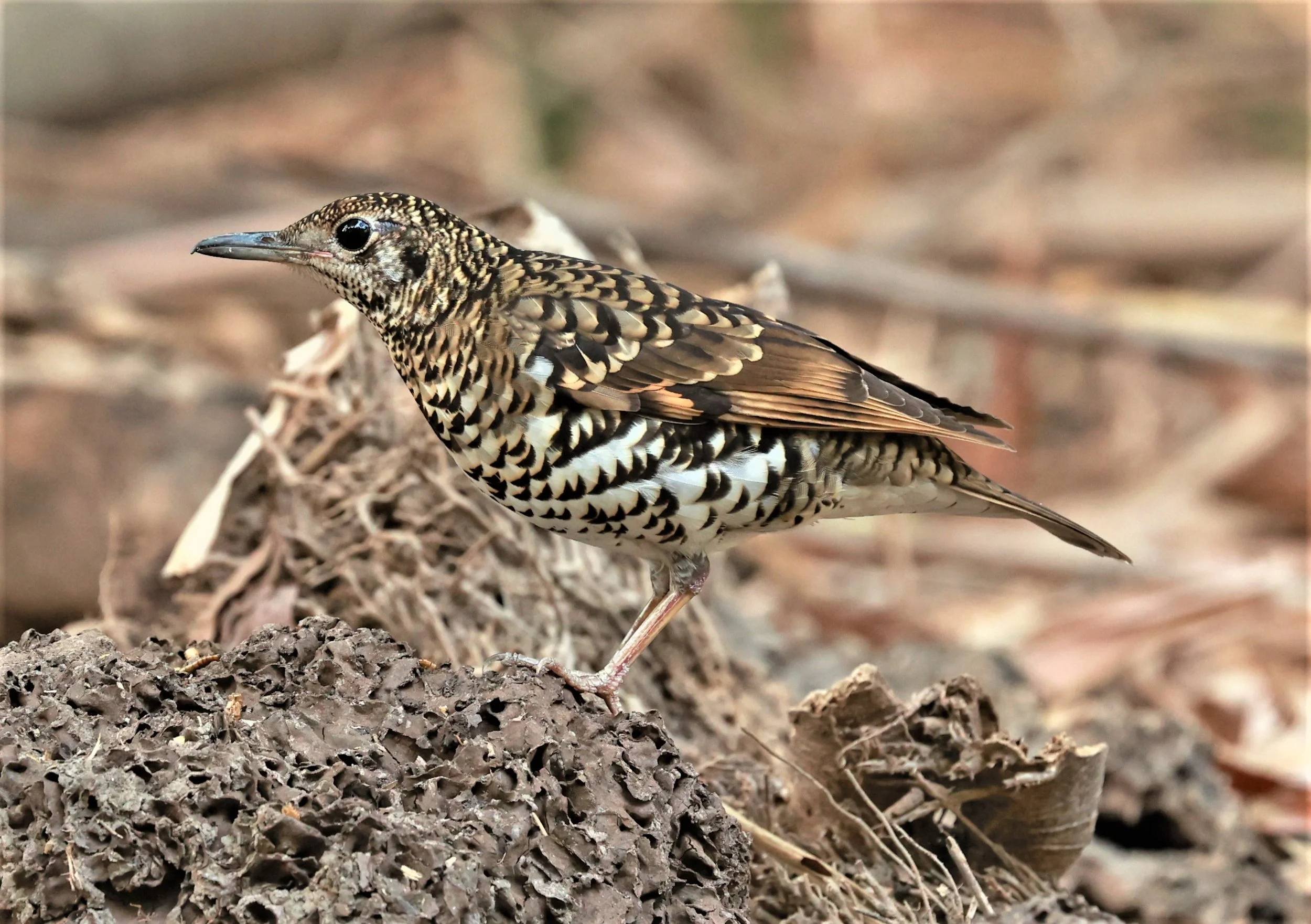 White's Thrush (Zoothera aurea) Putthamonthon Park Nakhon Pathom Thailand (163).jpg
