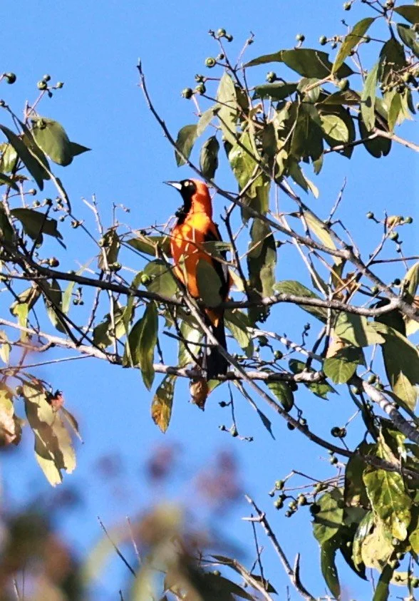 Troupial - Orange-backed Troupial - Icterus croconotus - Pousada Aguape - Fazenda São José Zona Rural, Aquidauana, Mato Grosso do Sul, Brazil (4).JPG
