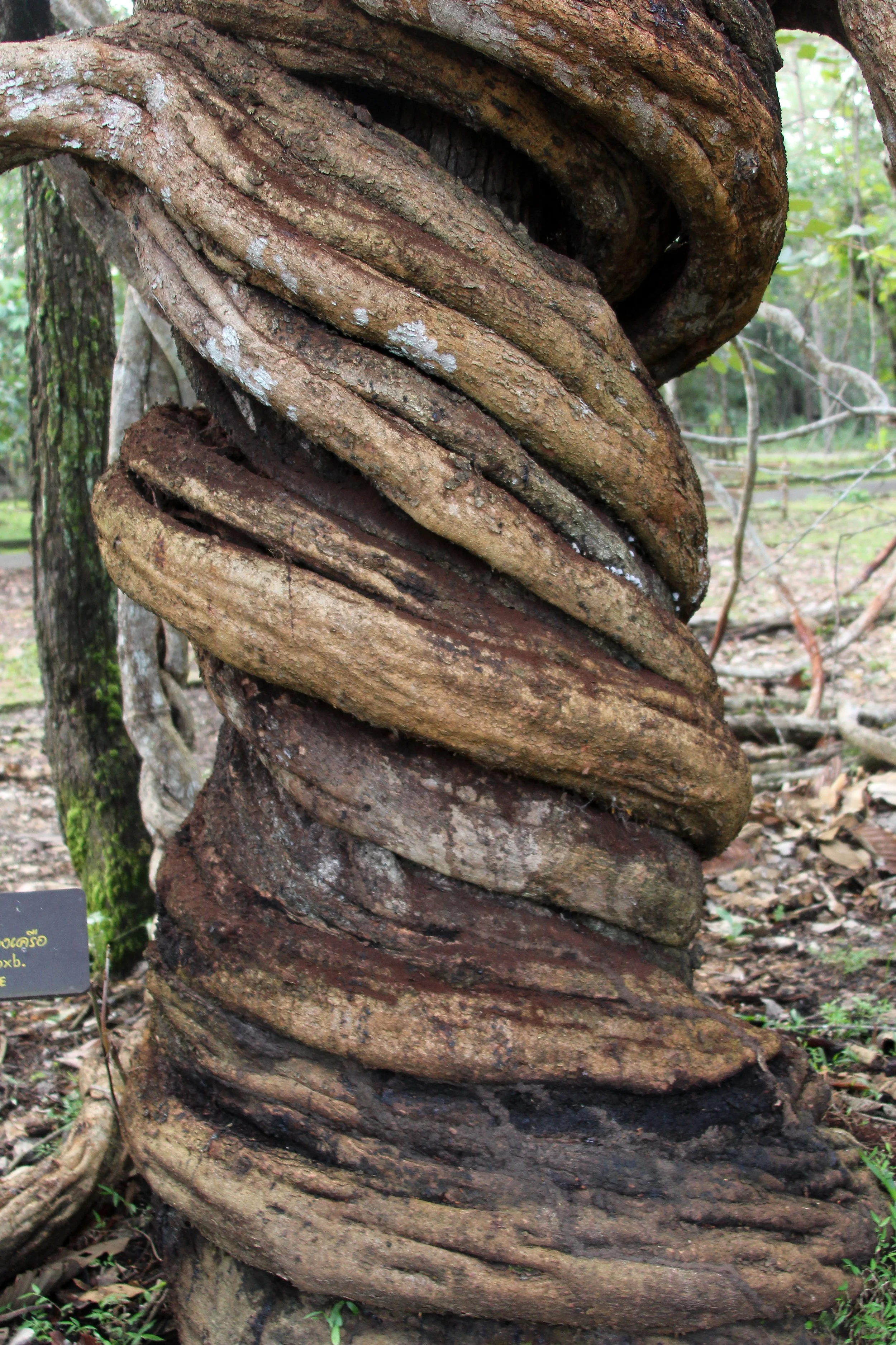 2017 Phu Khieo Wildlife Sanctuary  (8).JPG