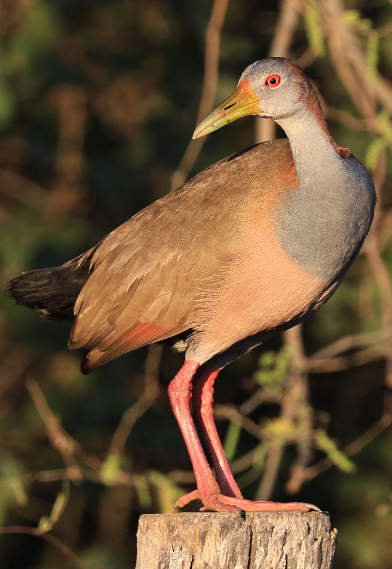 Gray-cowled wood-rail (Aramides cajaneus) Aurora Chaquena Reserve, Neuland Mennonite Colony Paraguay (10).jpg