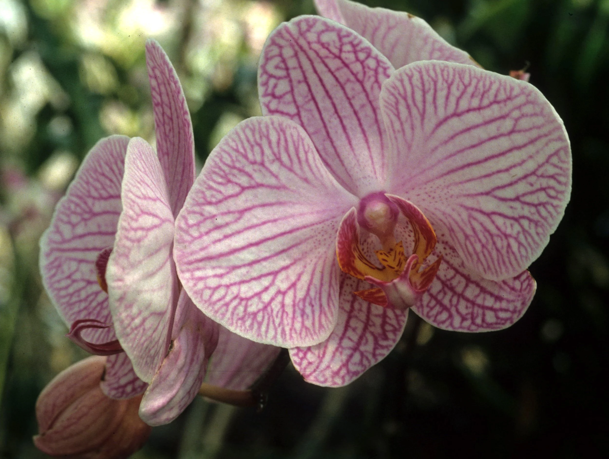 HAWAII - HAWAII - ORCHID - PHALEANOPSIS SPECIES (2).jpg
