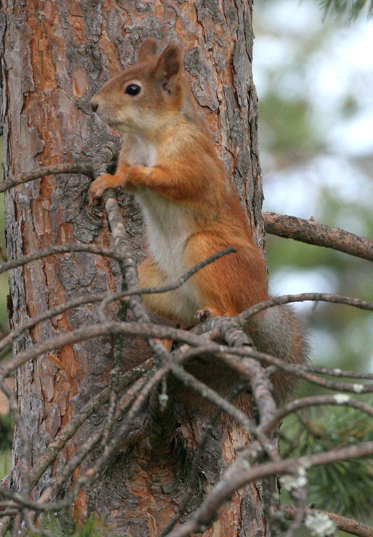 European Red Squirrel