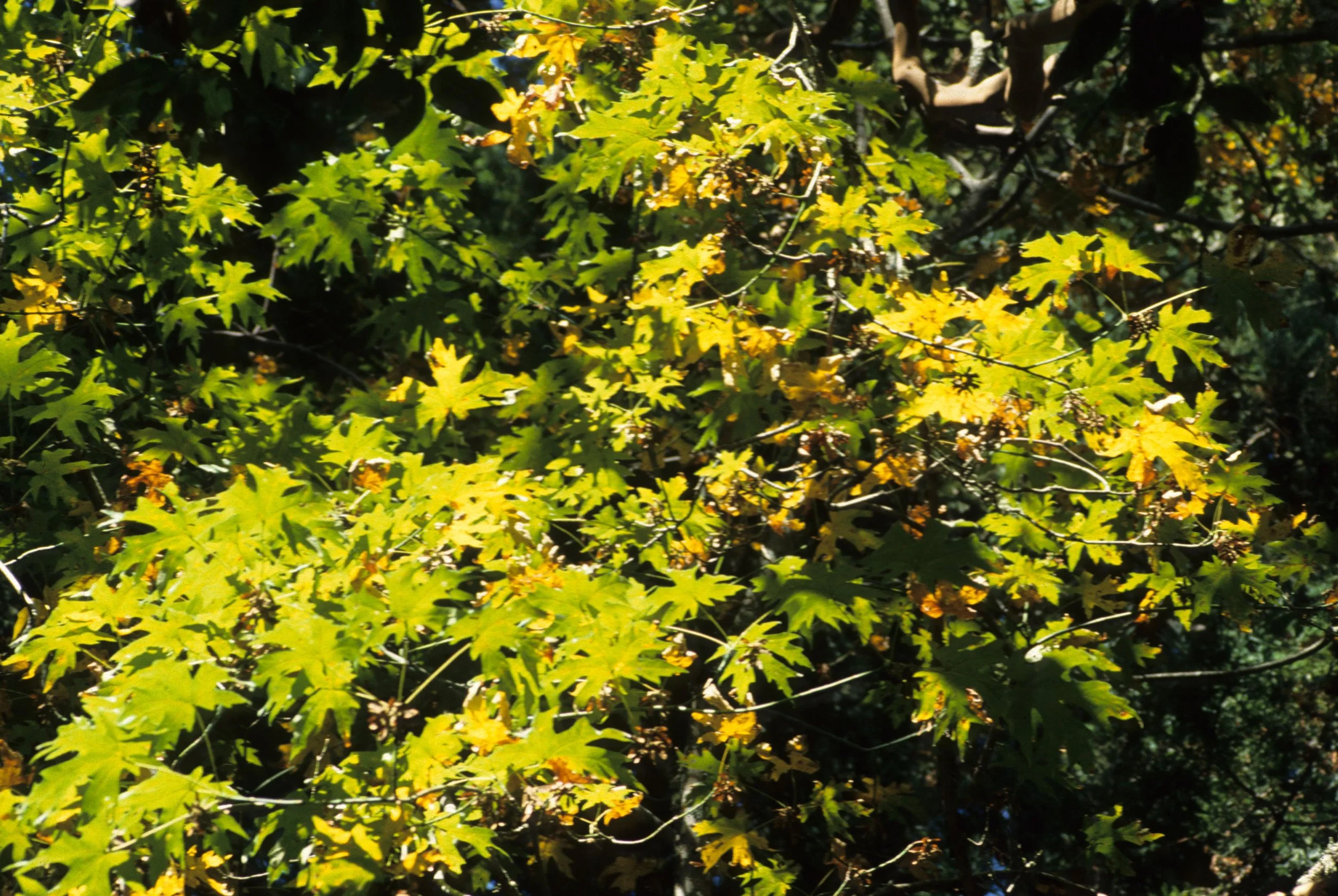 CALIFORNIA - SIERRA - ACER SPECIES - CALIFORNIA MAPLE.jpg