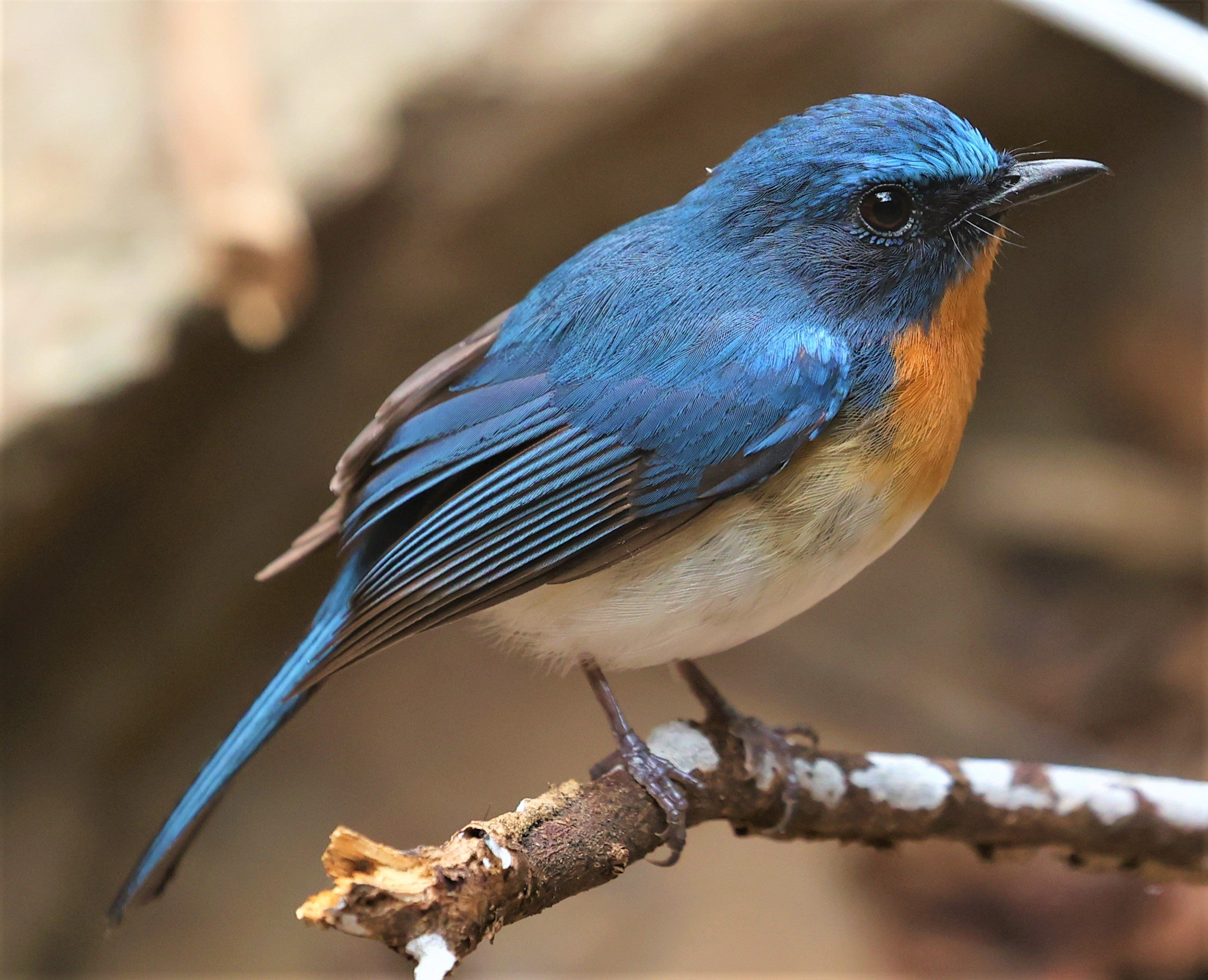FLYCATCHER - INDOCHINESE BLUE-FLYCATCHER - Cyornis sumatrensis - SRI SATCHANALAI NP MANAO WATERHOLE MAY 1 2022 (32).jpg