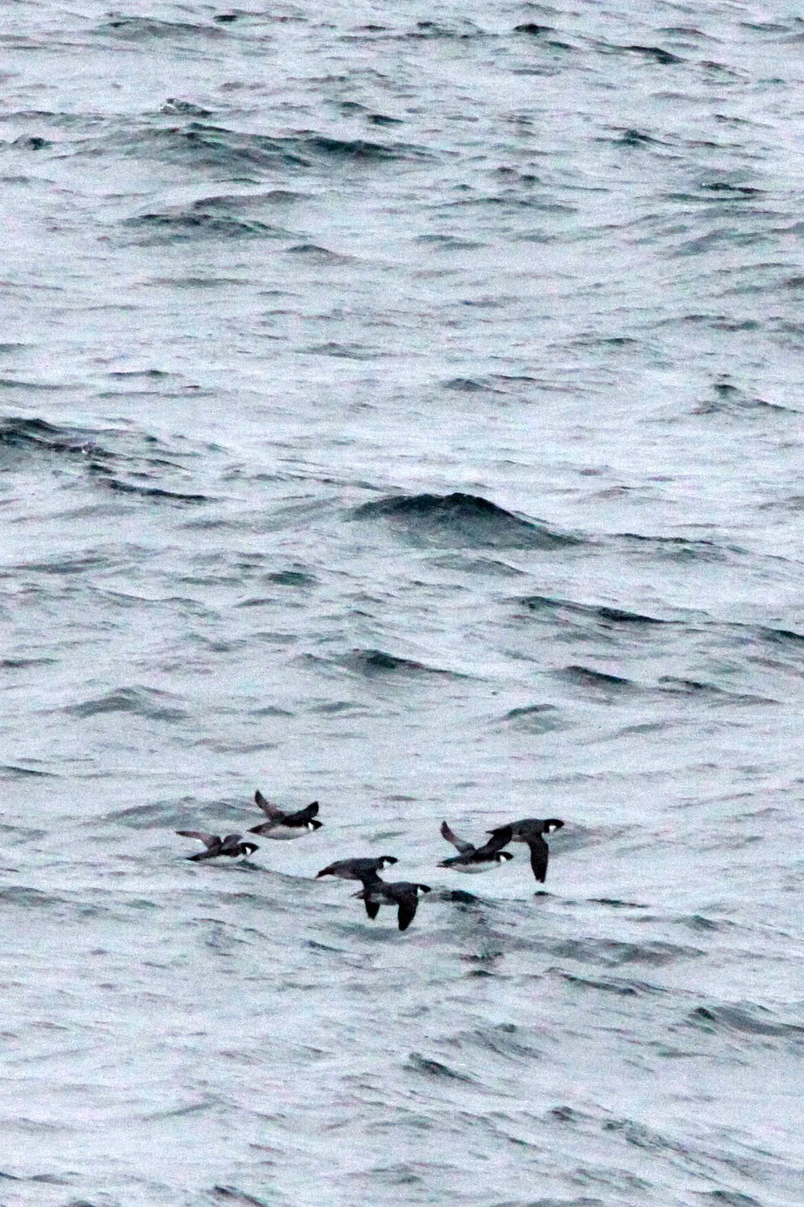 Synthliboramphus antiquus - ANCIENT MURRELET - CAPE IRAGO STRAIT JAPAN (22).JPG