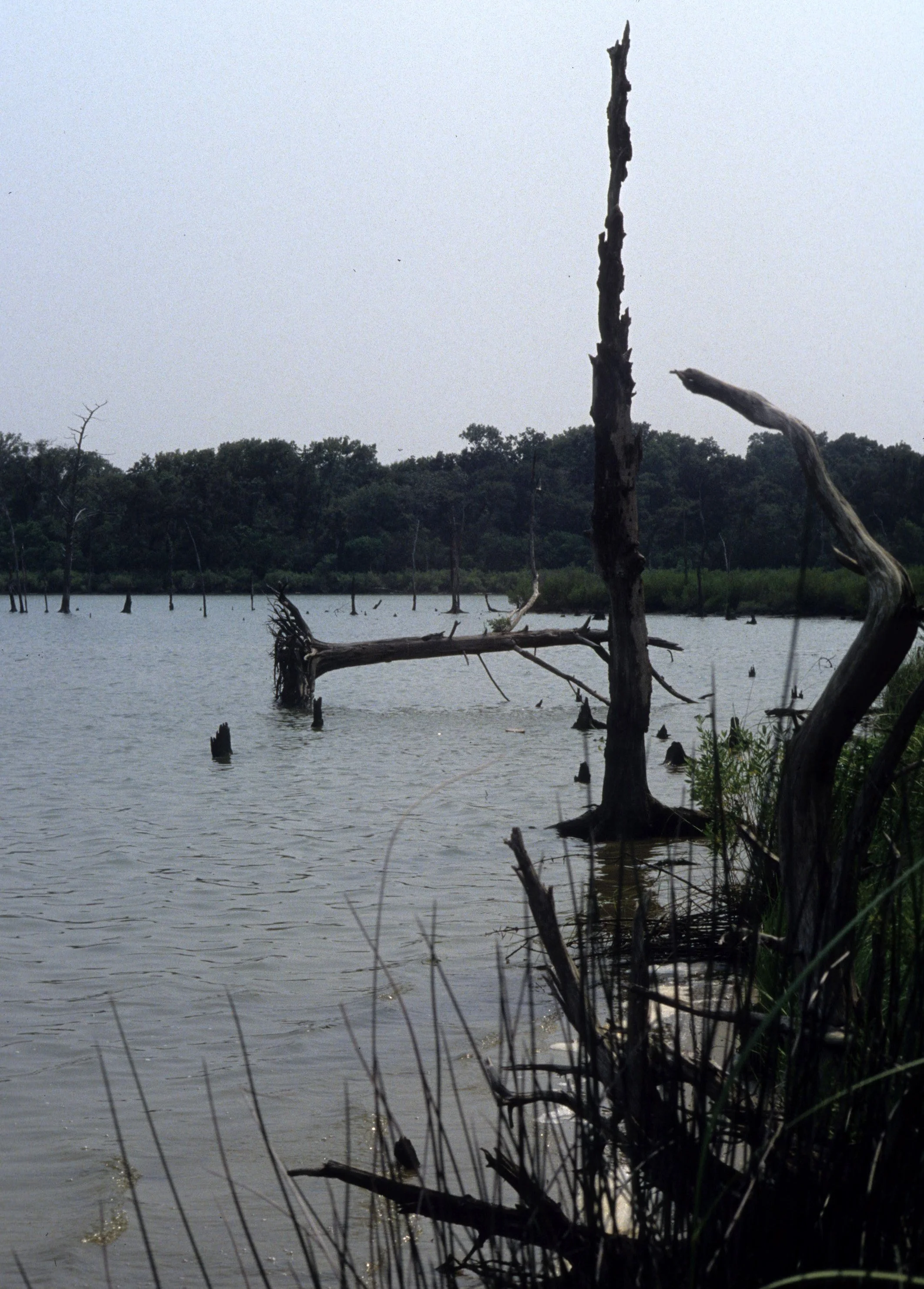 TEXAS - BAJOU - CLEARWATER BAY E.jpg