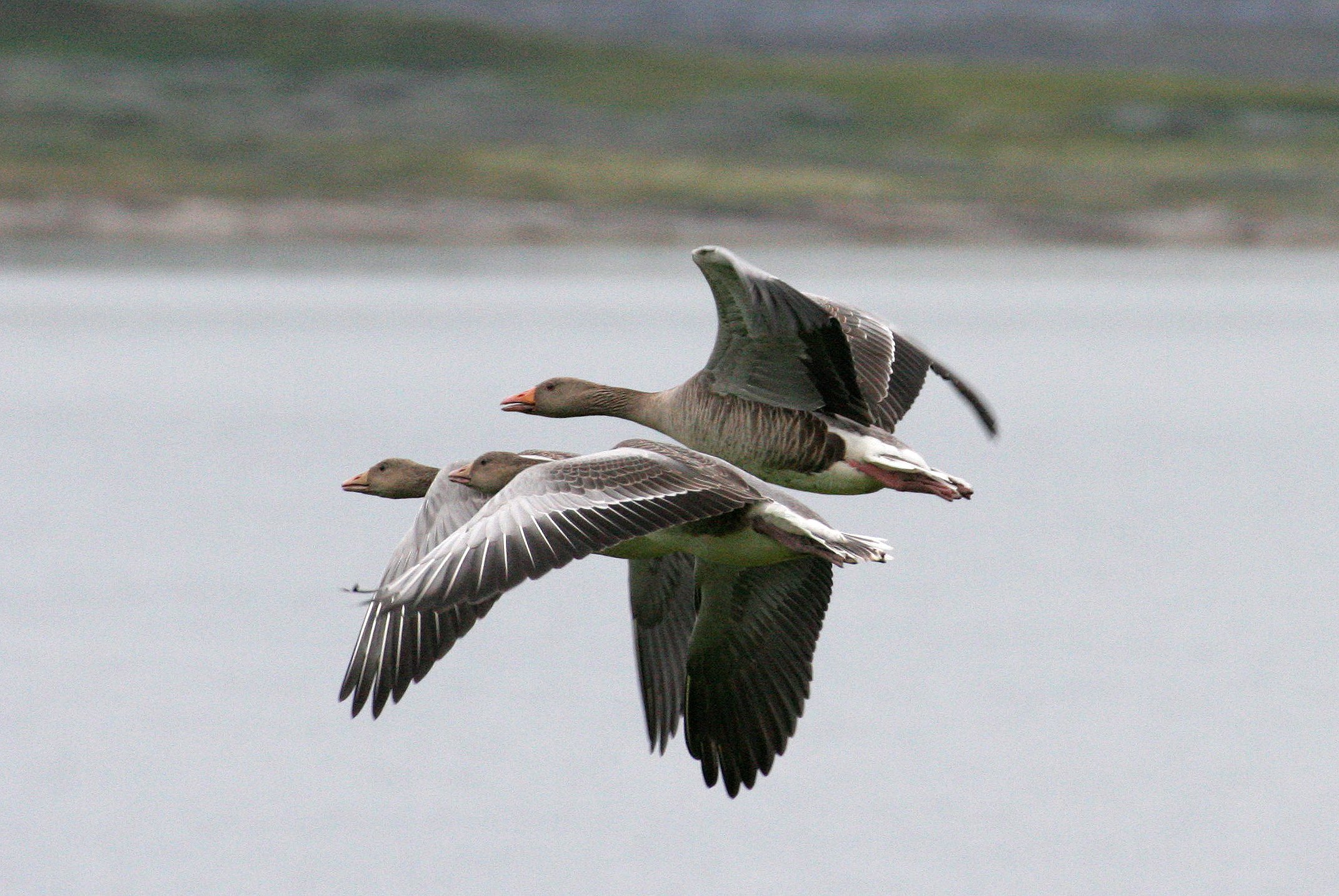 BIRD - GOOSE - GREYLAG - SEEN NEAR HORNOYA NORWAY (10).jpg