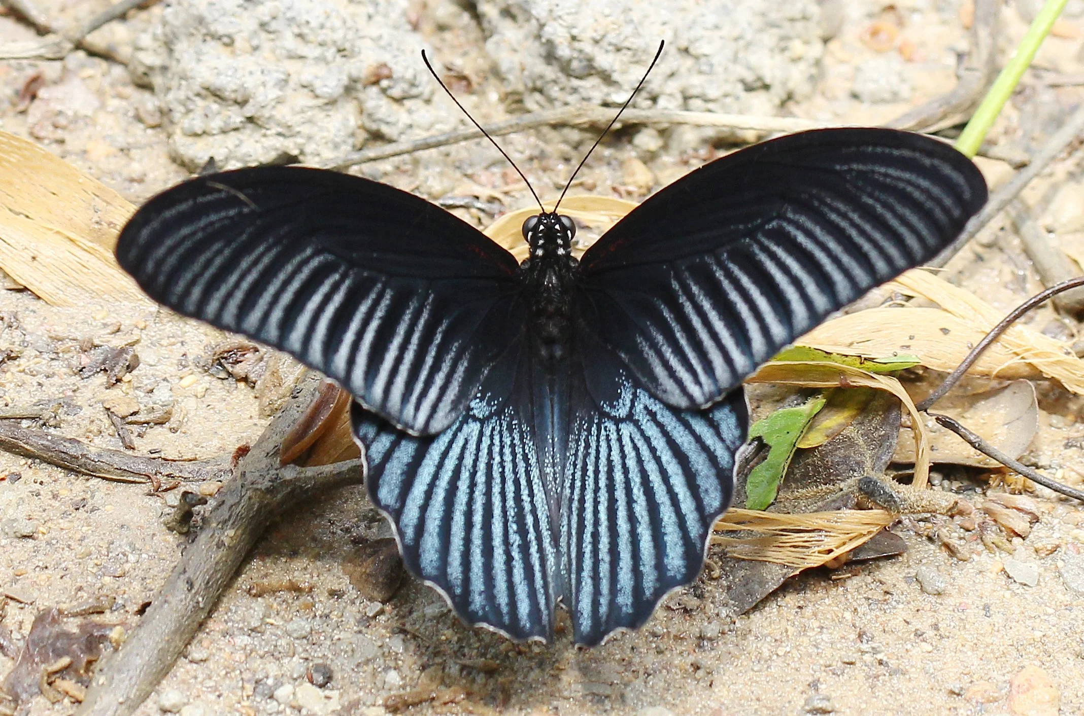 2016 Koh Lanta TheOtherSideVillas - Nature at our Home (82).JPG