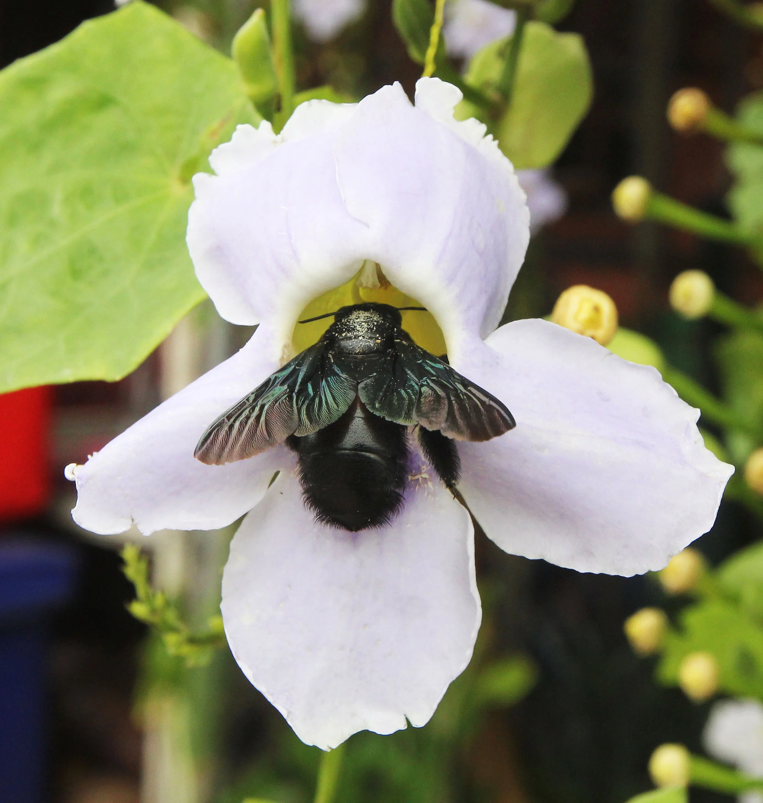 2015 Koh Lanta Summer Misc Images (151).JPG