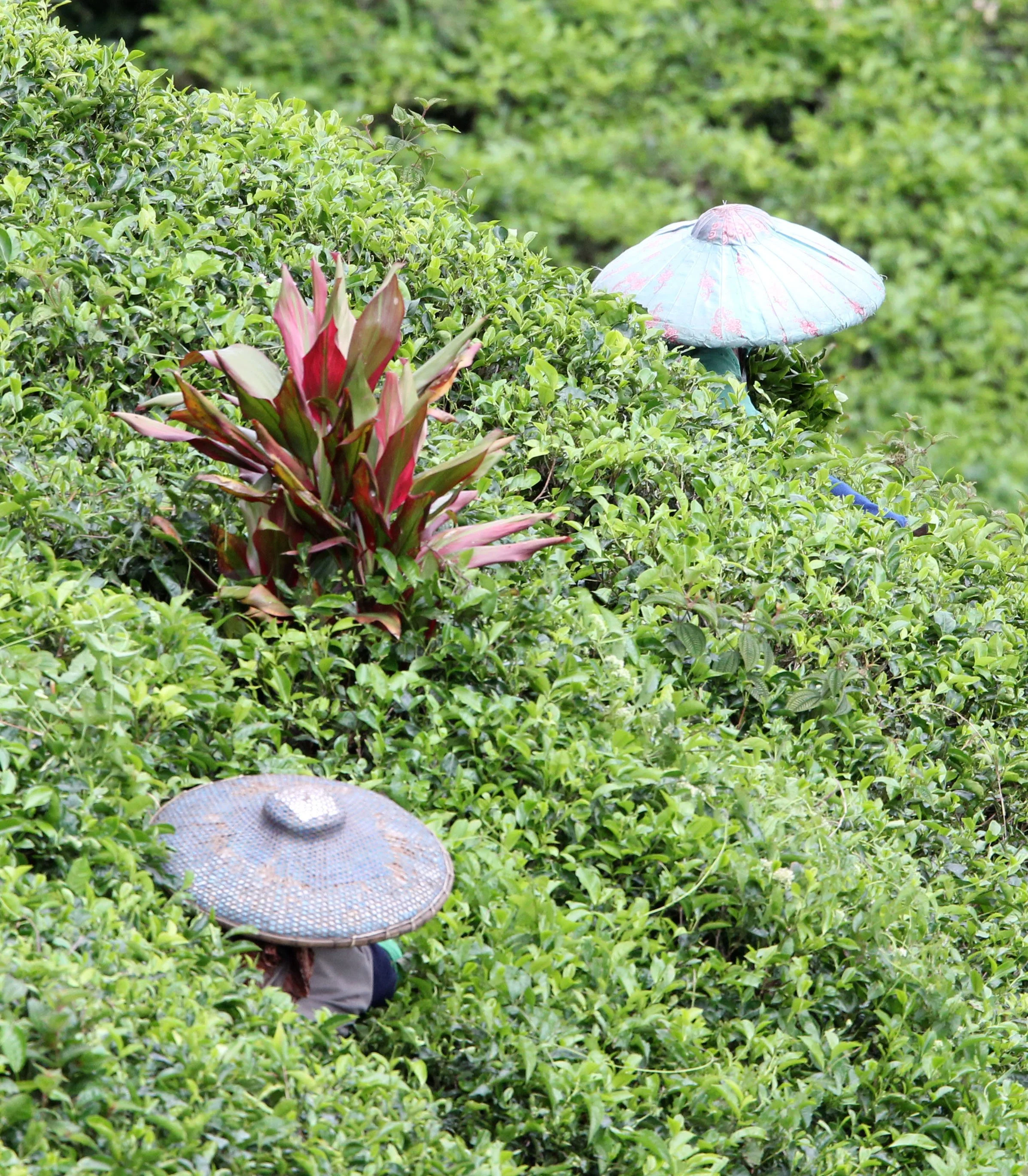 HALIMUN NATIONAL PARK JAVA BARAT INDONESIA (47).JPG