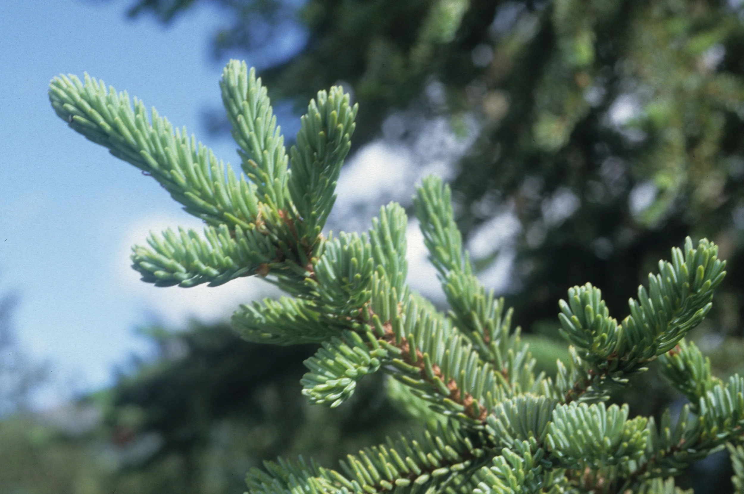 ALASKA - PICEA MARIANA - BLACK SPRUCE.jpg