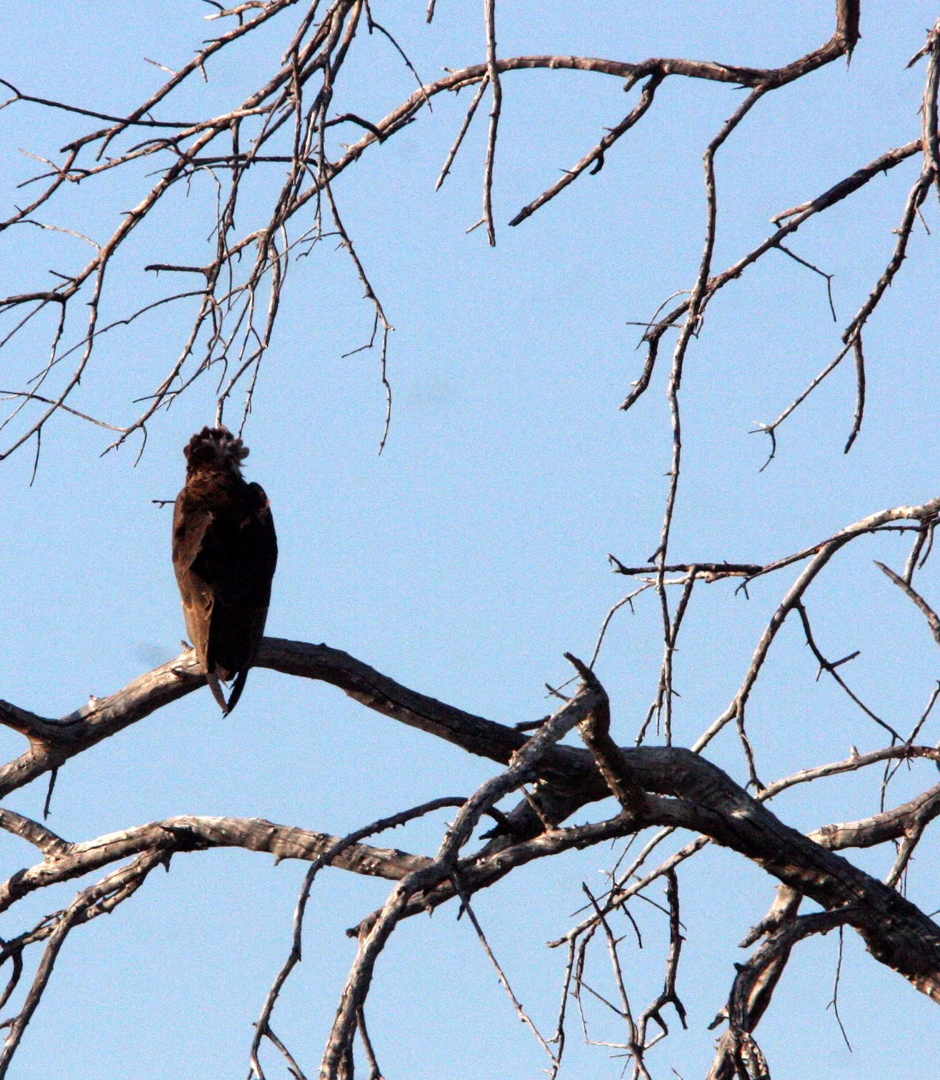 Terathopius ecaudatus - BATELEUR - KHWAI CAMP OKAVANGO BOTSWANA (15).JPG