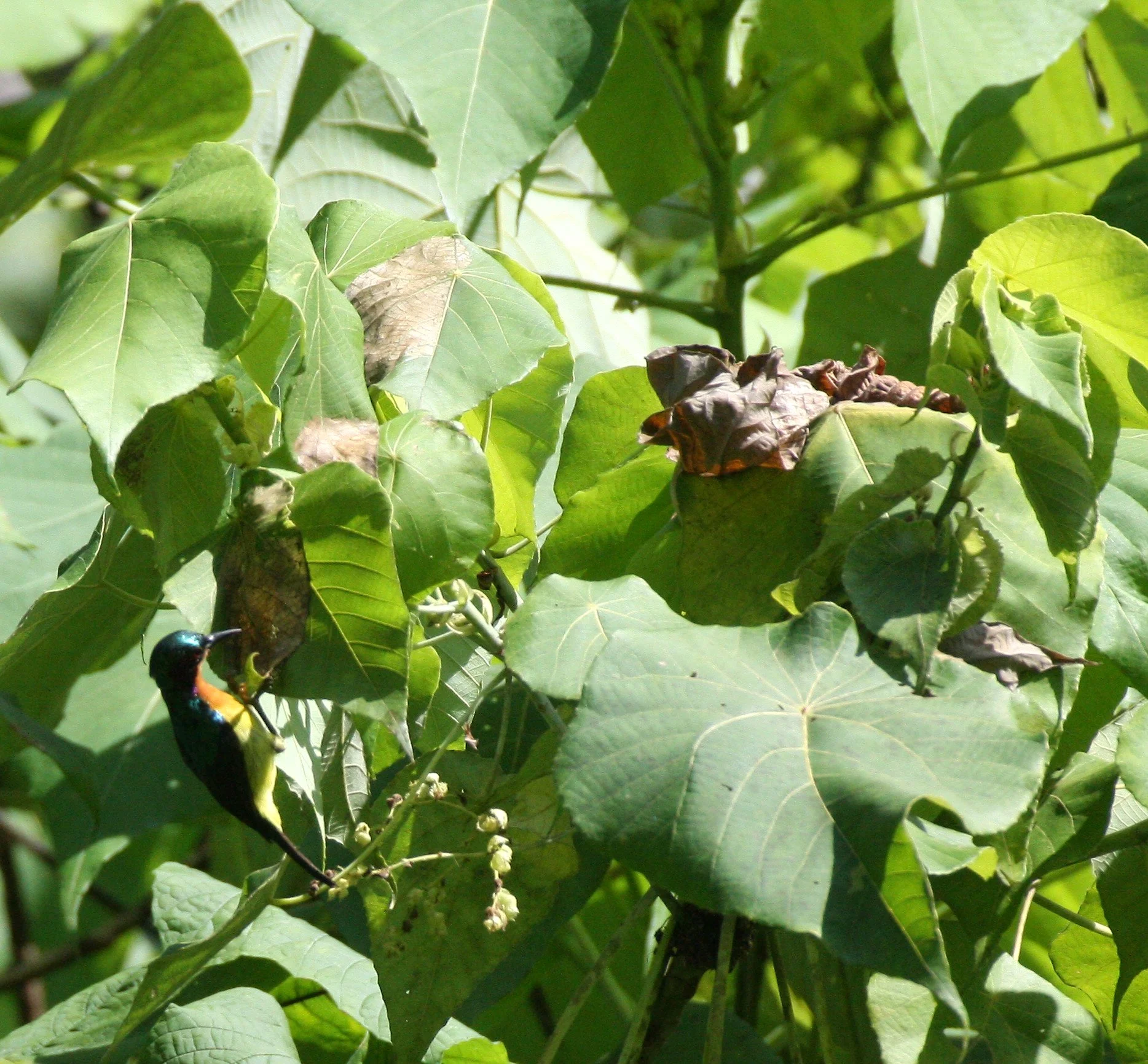 BIRD - SUNBIRD - RUBY-THROATED SUNBIRD - ANTHREPTES SINGALENSIS - KRUNG CHIN THAILAND.JPG