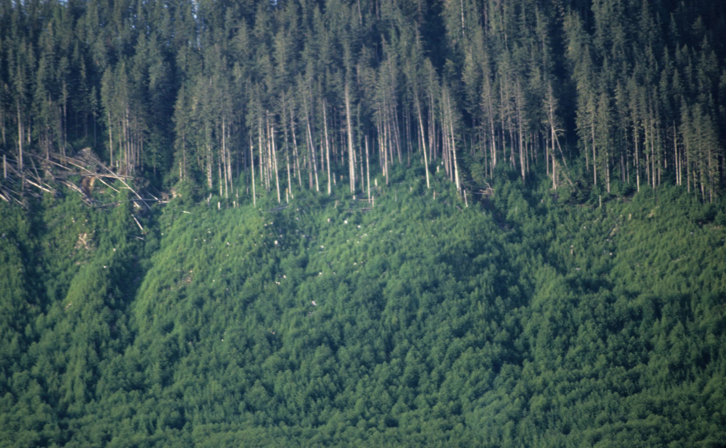 ALASKA - TONGASS NATIONAL FOREST - DEFORESTATION A.jpg