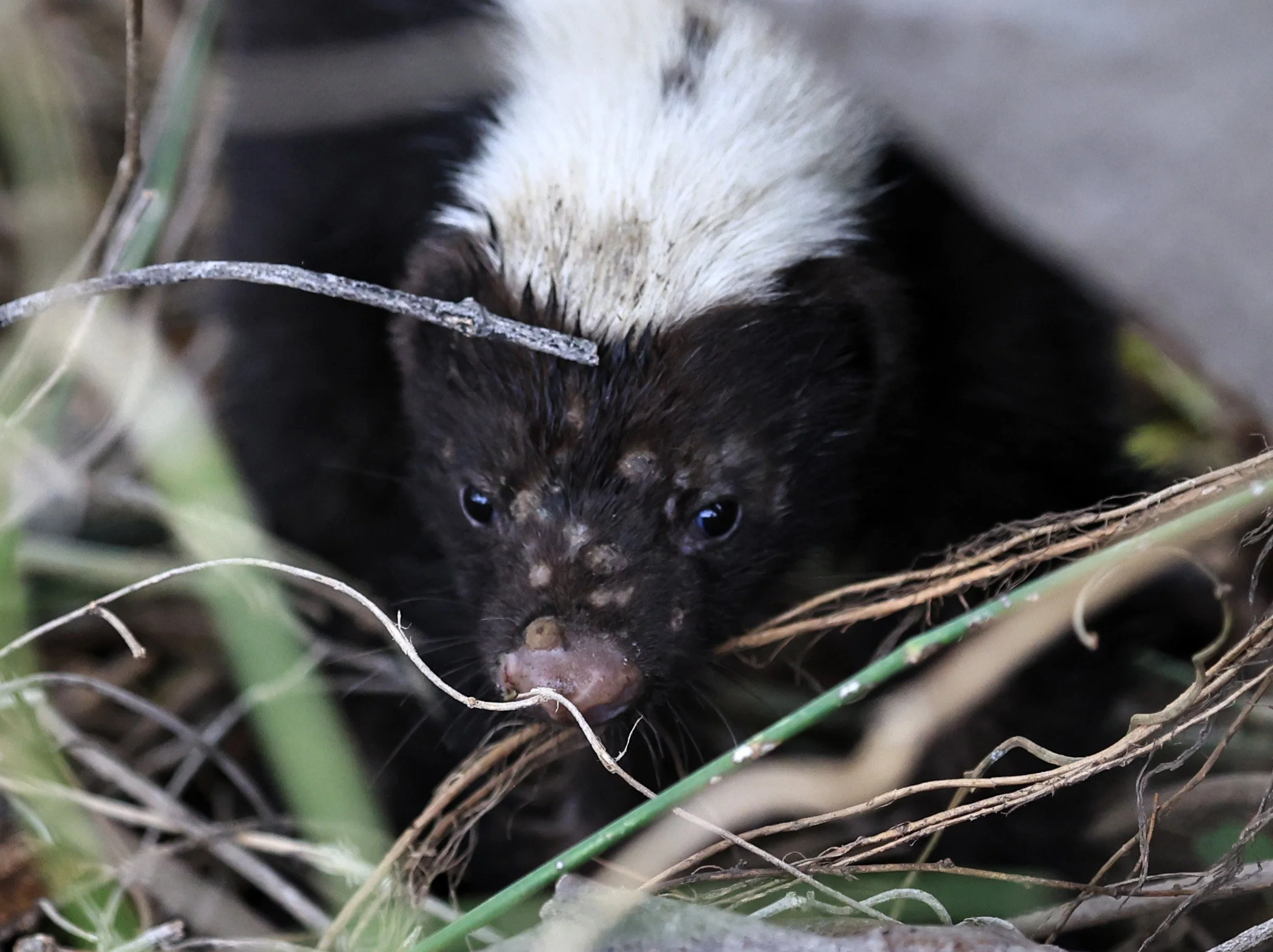 Molina's Hog-nosed Skunk (Conepatus chinga) Estancia Campo'i Paraguay  (35).jpg