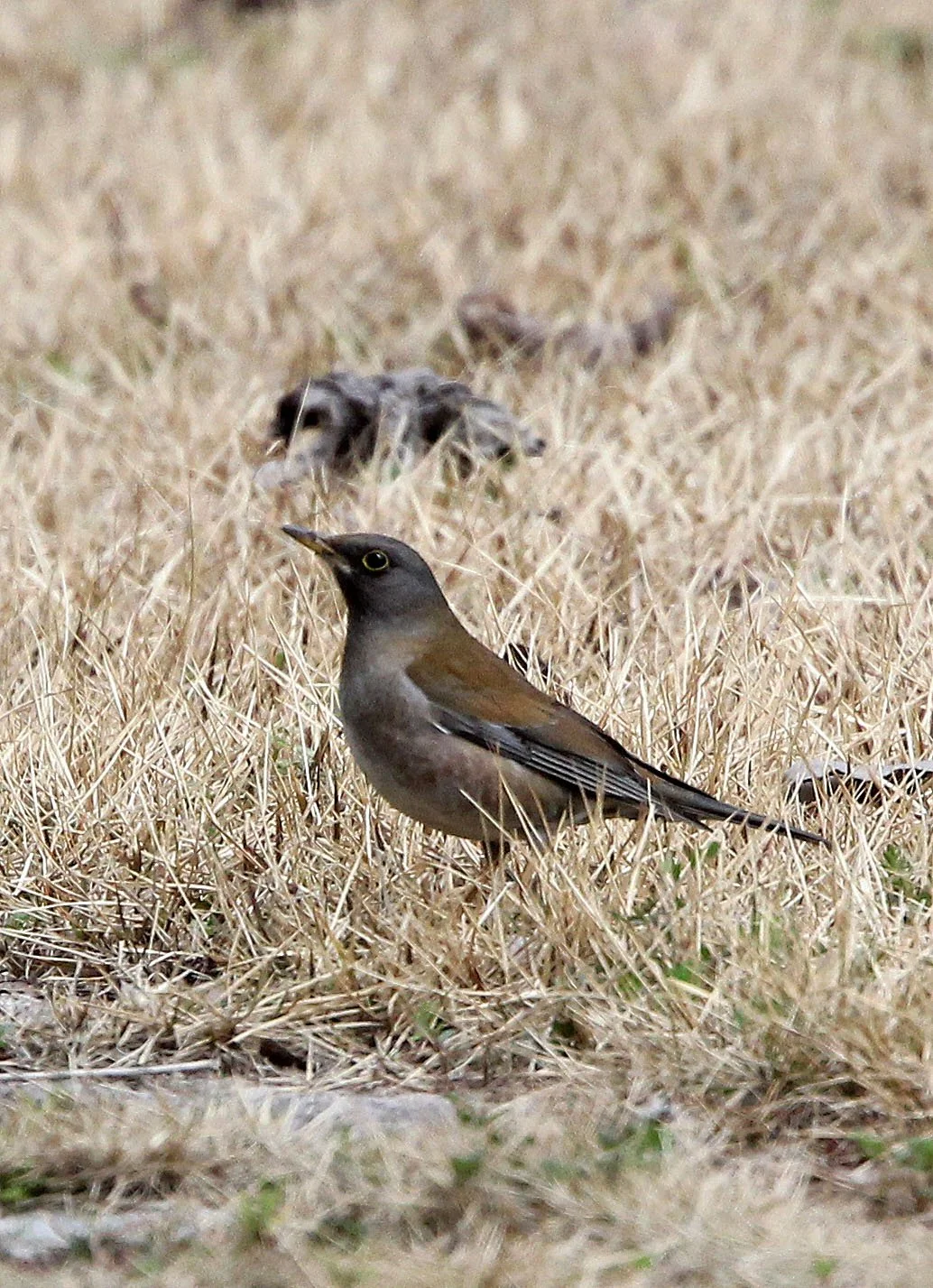 Pale Thrush (Turdus pallidus) Binjiang Forest Park Shanghai China (5).JPG