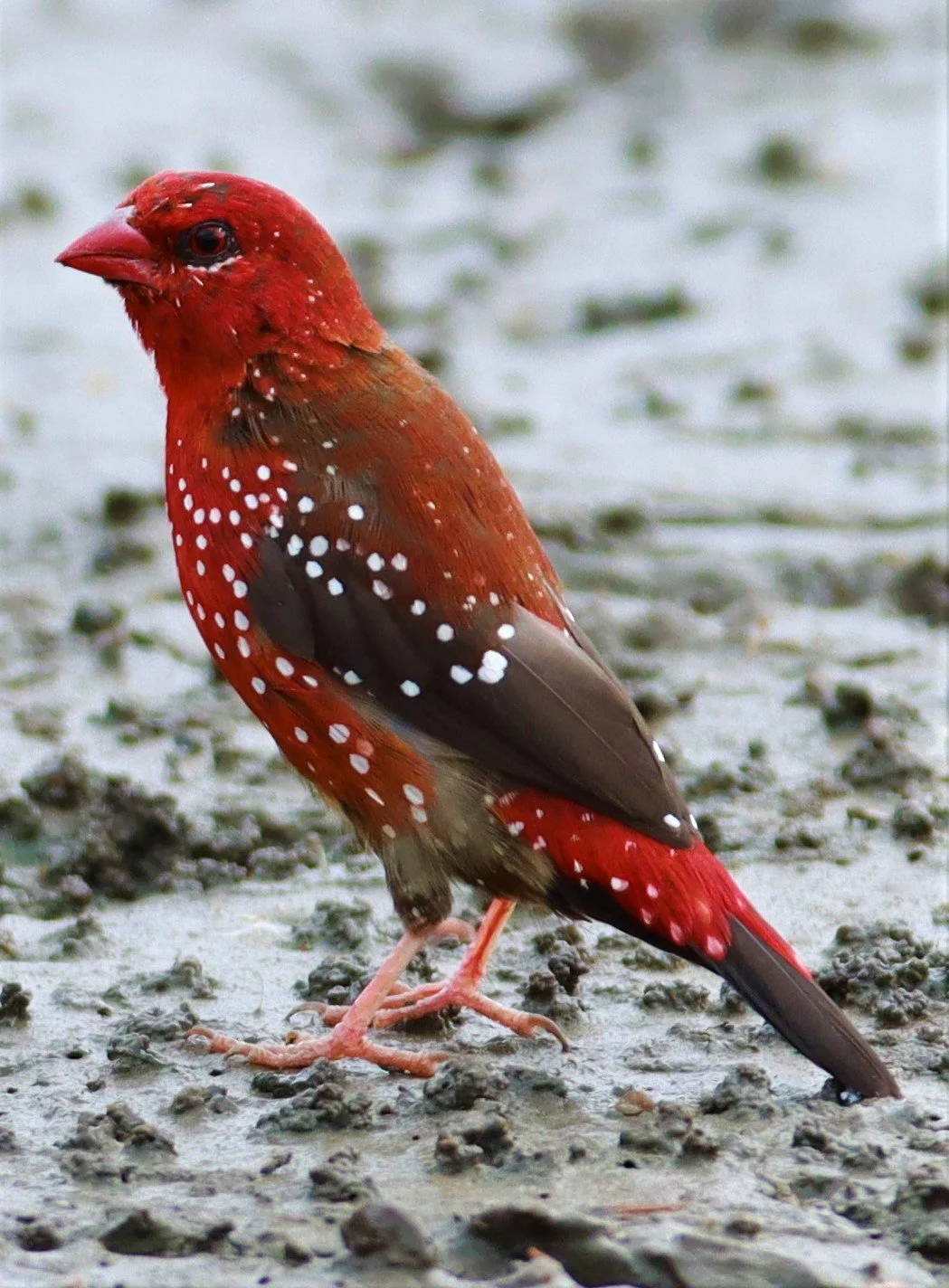 RED AVADAVAT - Amandava amandava - LAT KRABANG THAP YAO RICEFIELDS August 25, 2021 (112).jpg