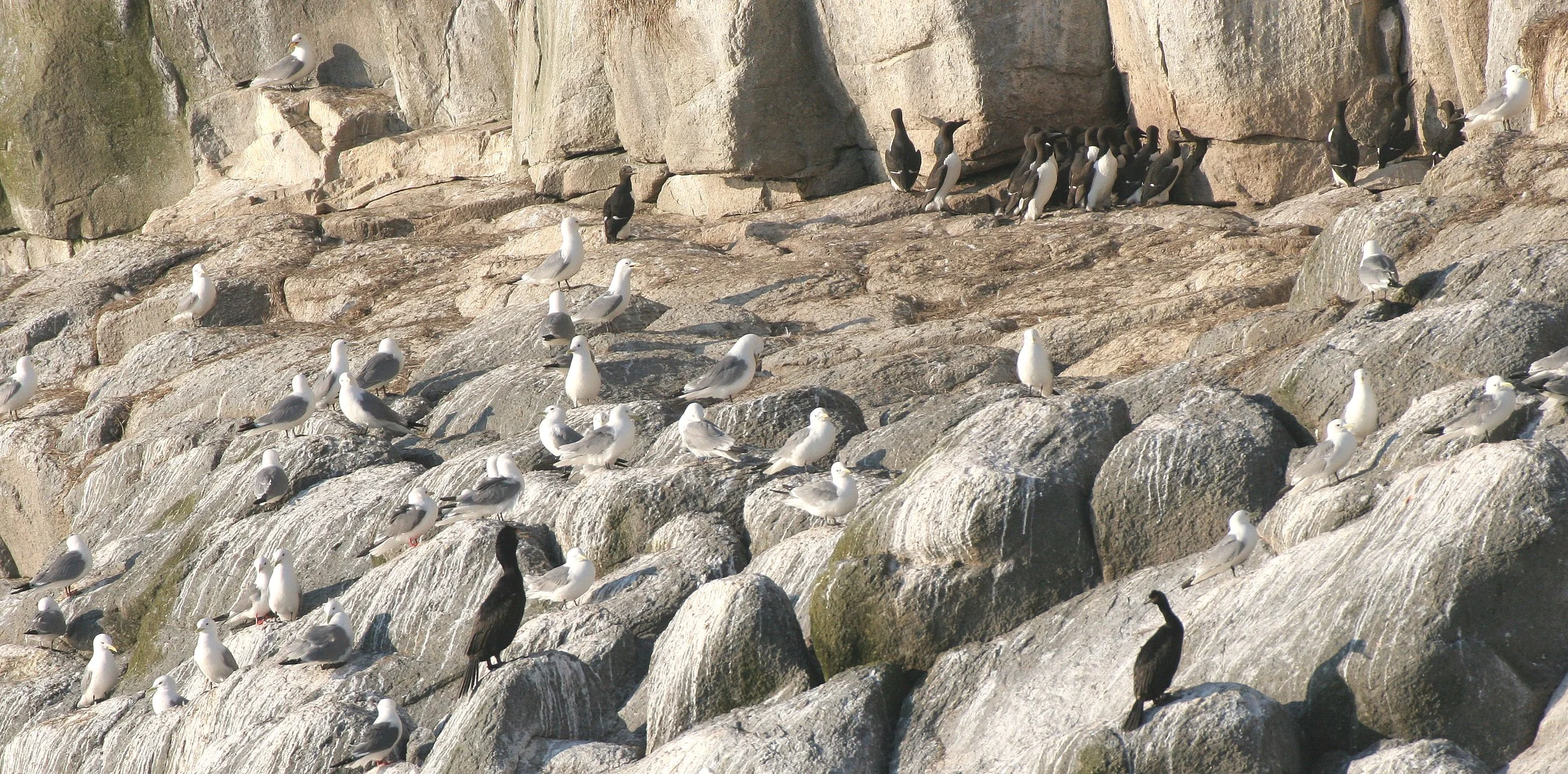 Uria lomvia eleonorae - THICK AND THIN-BILLED MURRES MIXED WITH KITTIWAKES AND RED-FACED CORMORANTS - BIRD BAZAARS COMMANDERS  (22).jpg