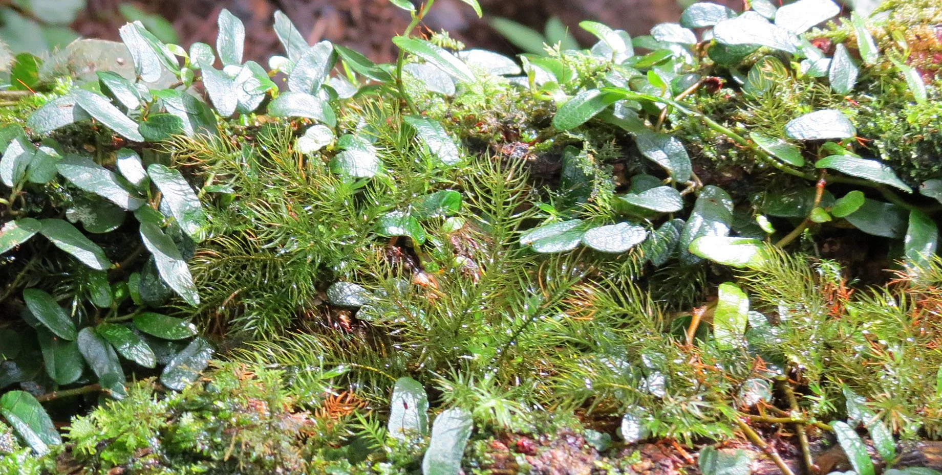 HALIMUN  NATIONAL PARK - JAVA BARAT INDONESIA (10).JPG