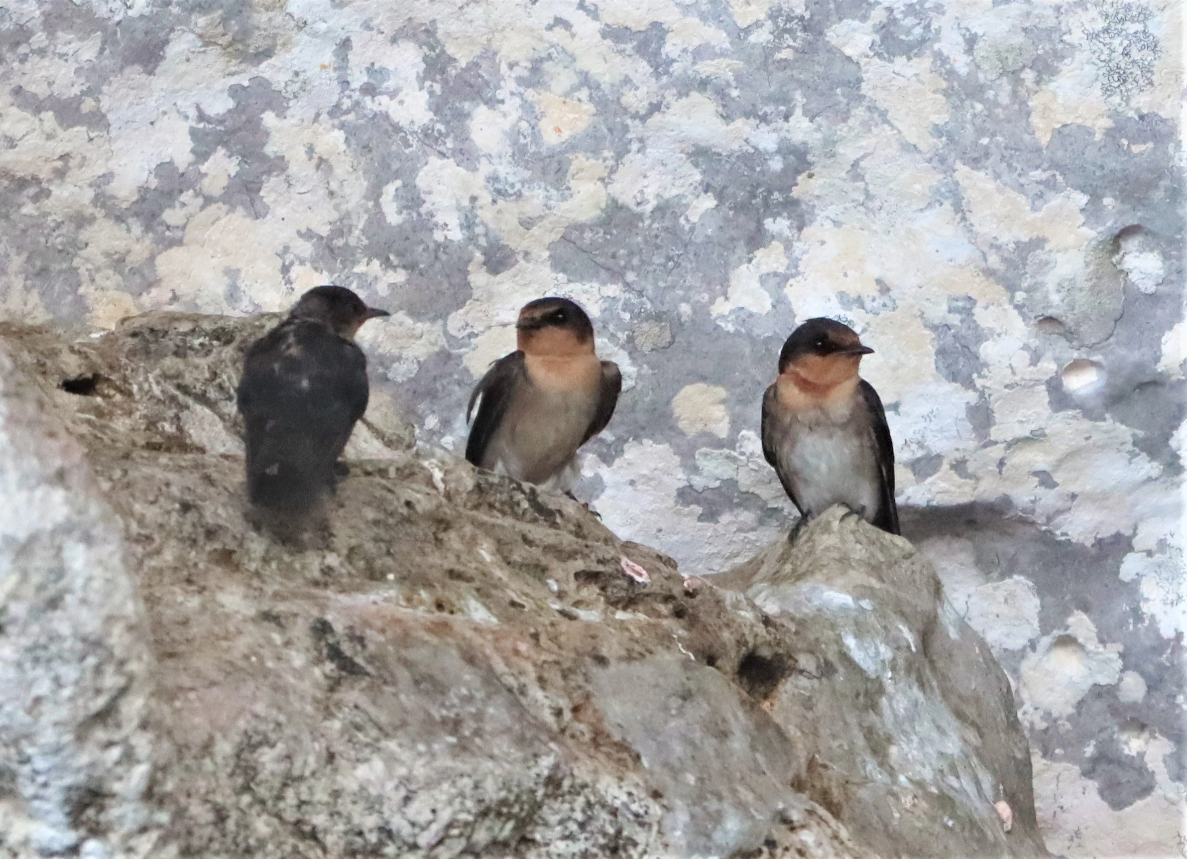 Barn Swallow (Hirundo rustica) Ao Phang Nga NP Thailand (12).jpg
