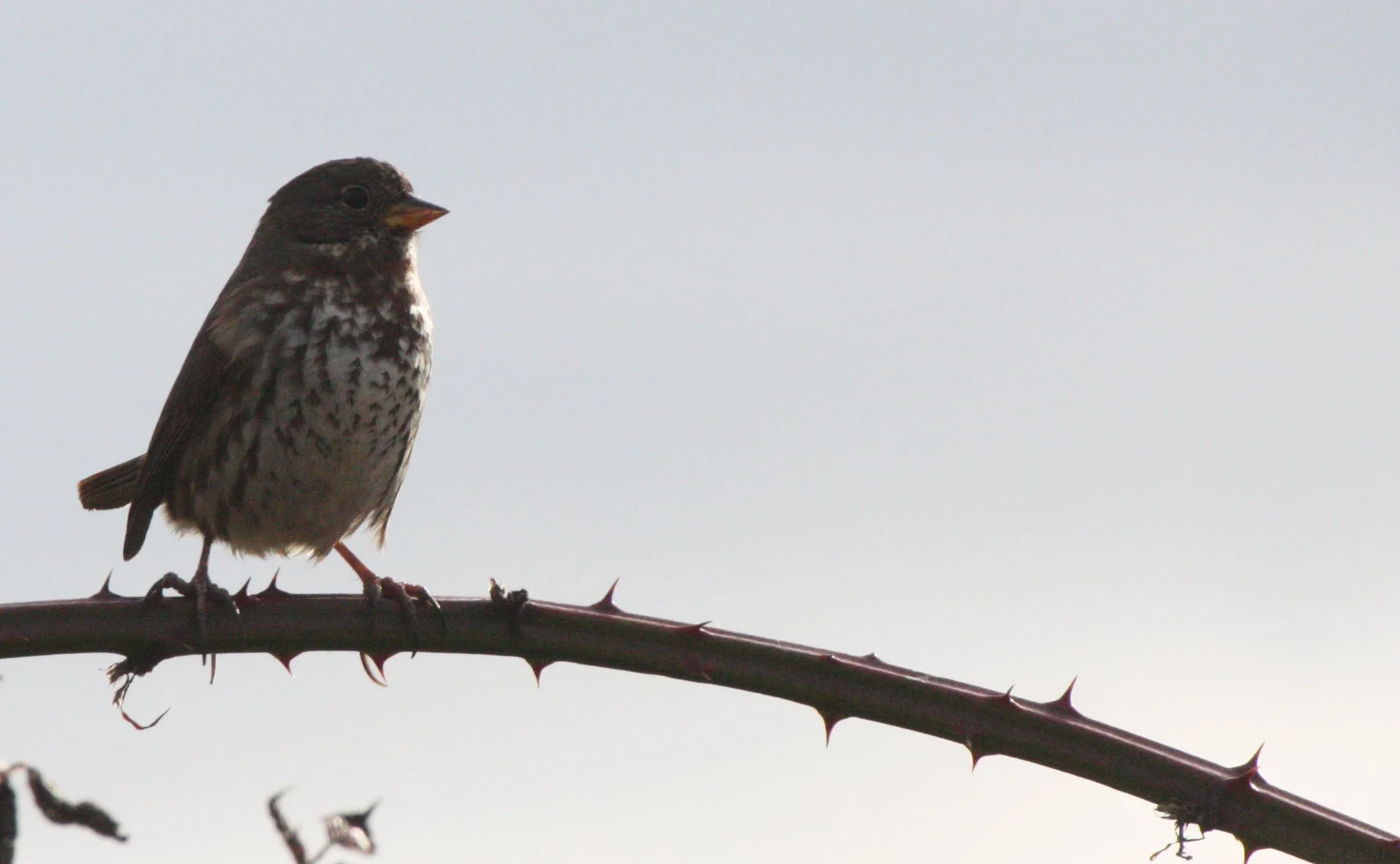 BIRD - SPARROW - FOX SPARROW - JAMESTOWN WA (13).JPG