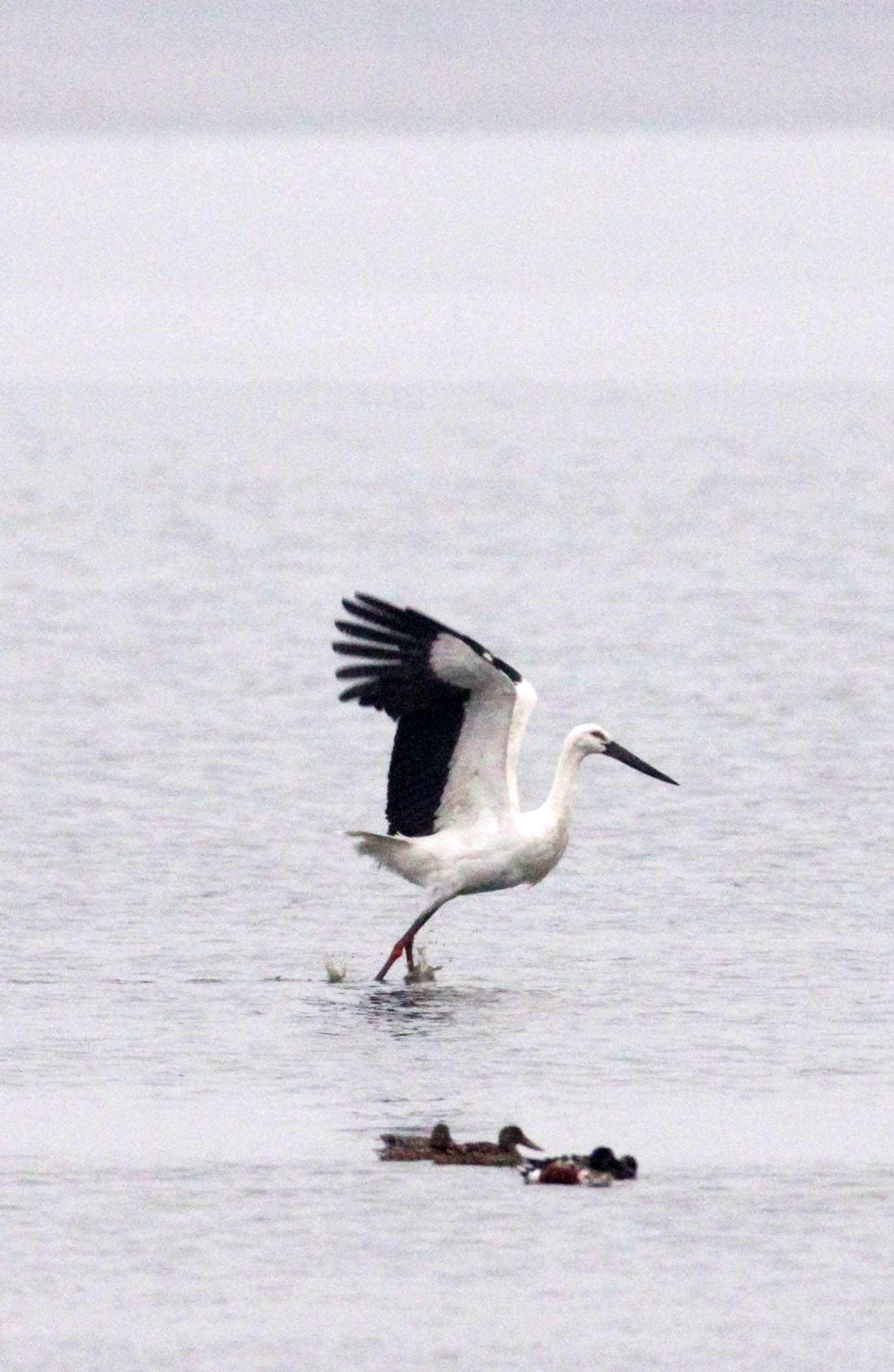 STORK - ORIENTAL STORK - Ciconia boyciana - YANCHENG CHINA (9).JPG