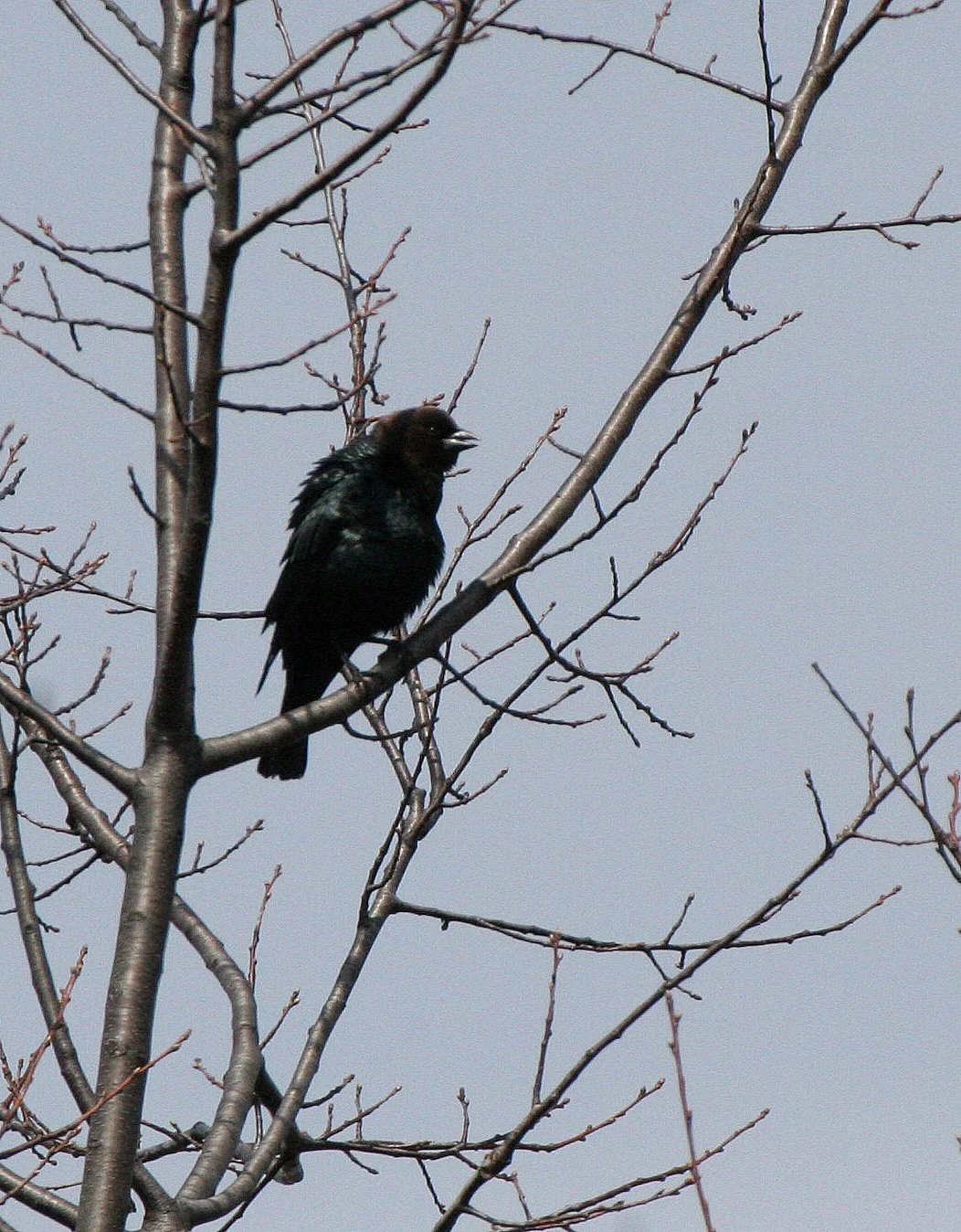 Brown-headed Cowbird (Molothrus ater) Springbrook Forest Preserve Illinois (3).JPG