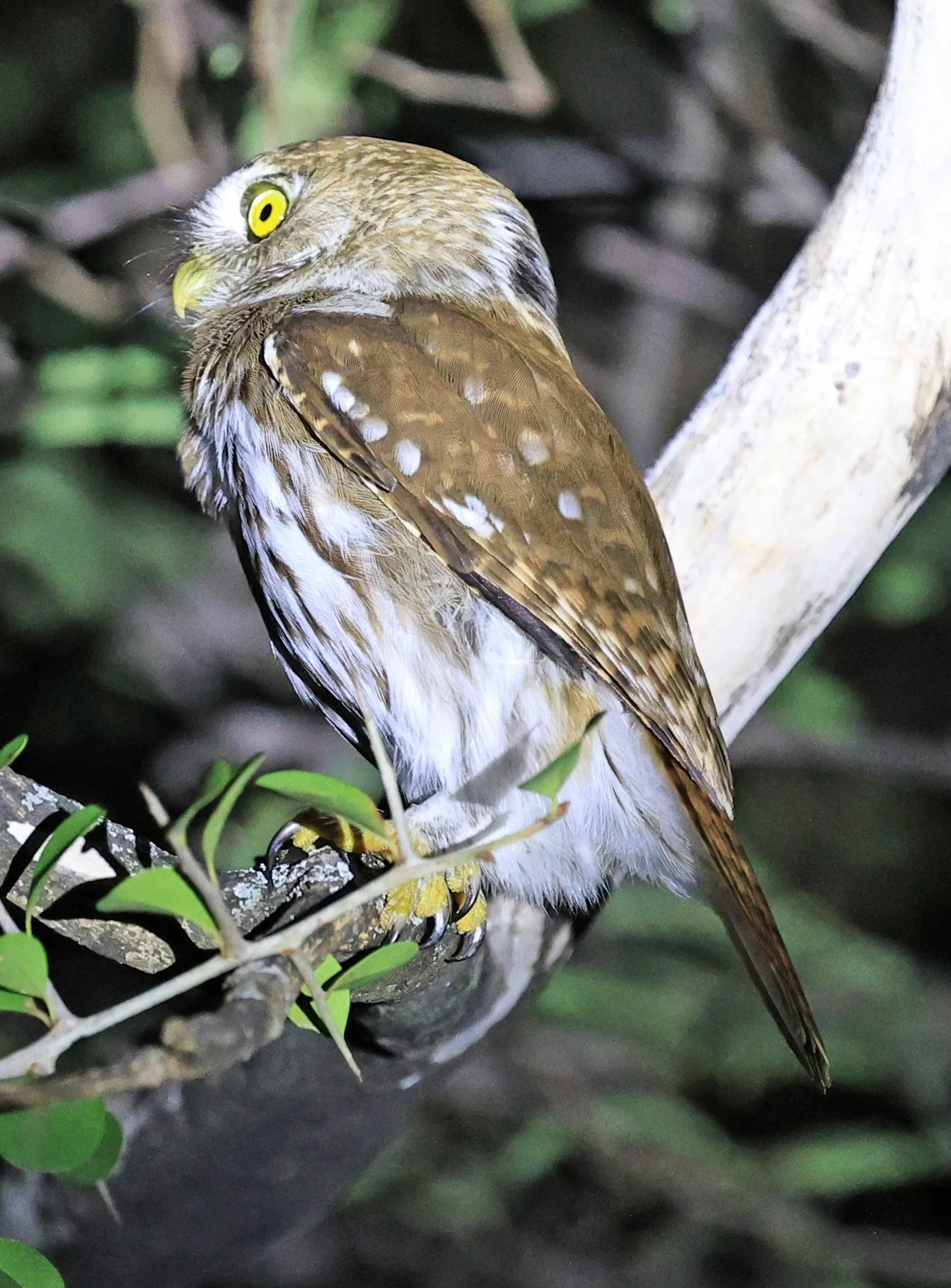 Ferruginous Pygmy-Owl (Glaucidium brasilianum) Reserva Nueland  Selva Serena (33).jpg