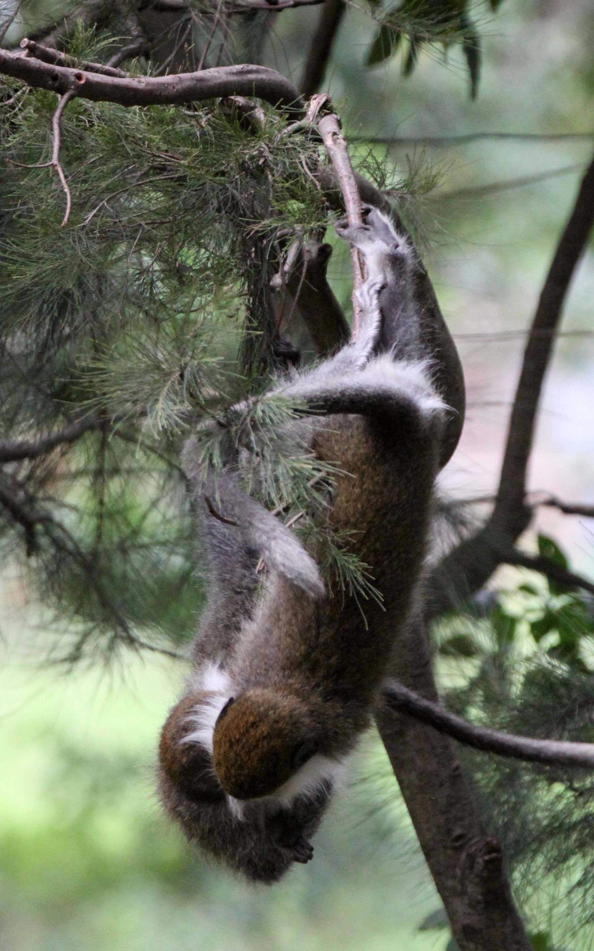 CERCOPITHECIDAE - Chlorocebus aethiops - GRIVET MONKEY - LAKE AWASSA ETHIOPIA (53).JPG