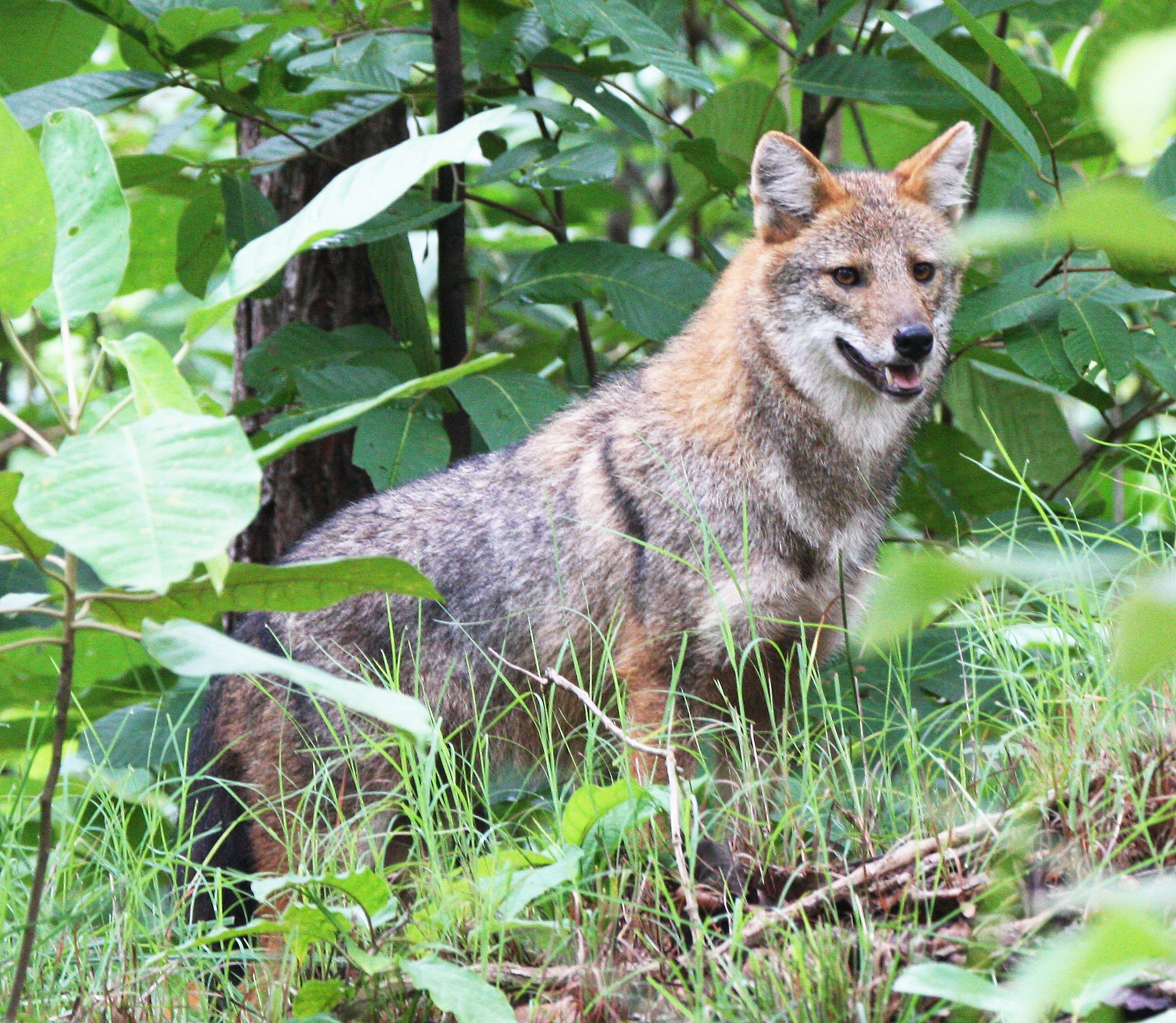 Indochinese Golden Jackal (Canis aureus cruesemanni)