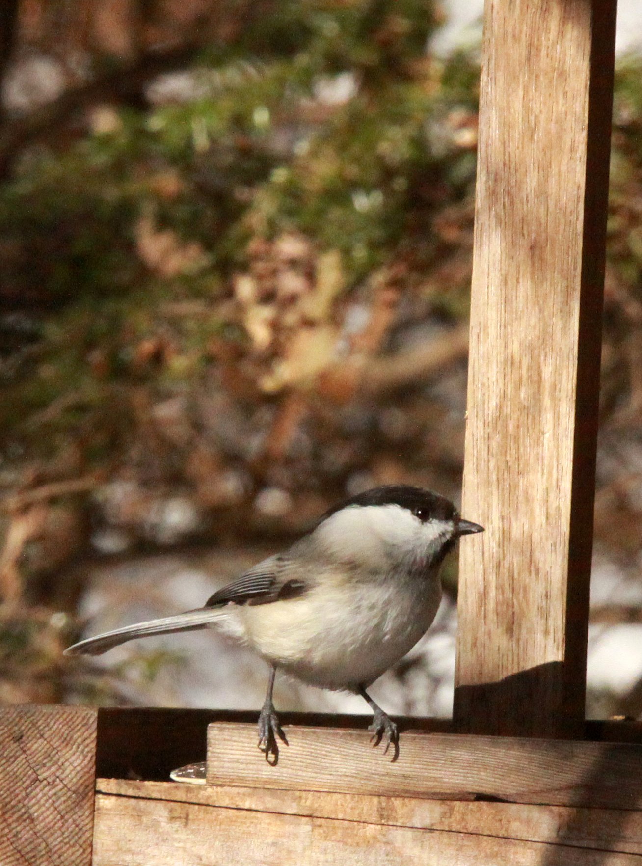 Willow Tit (Poecile montanus) Shiobutsu Onsen Karuizawa Japan (6).JPG