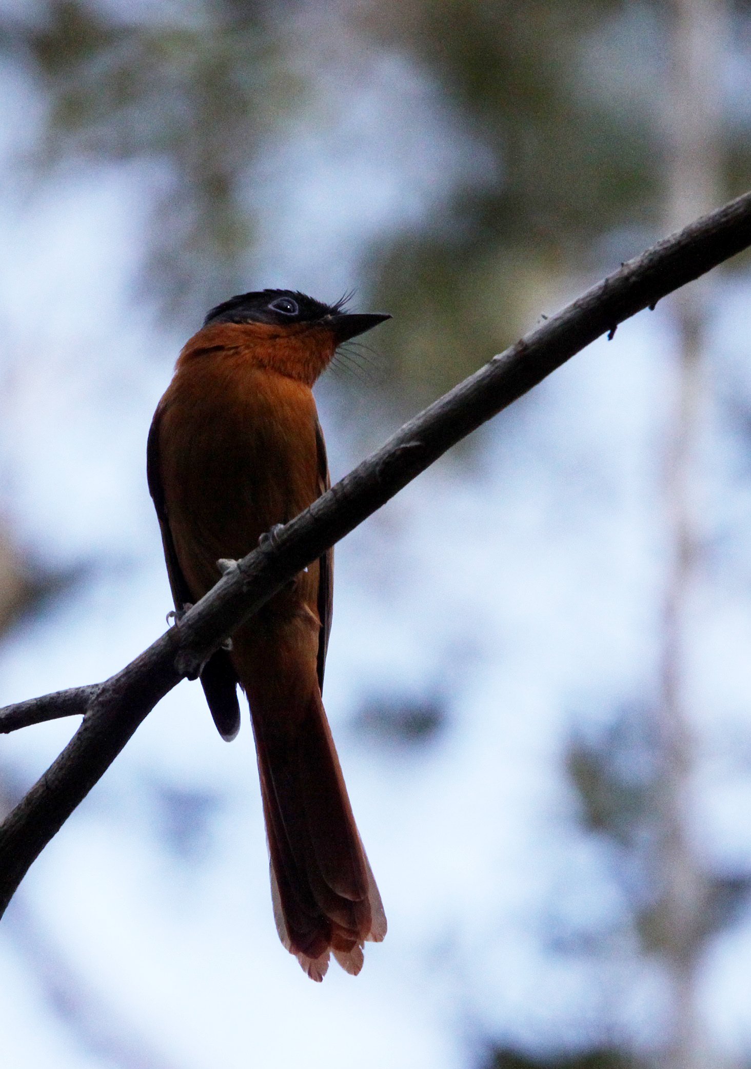 BIRD - FLYCATCHER - MADAGASCAR PARADISE FLYCATCHER - KIRINDY NATIONAL PARK - MADAGASCAR (4).JPG