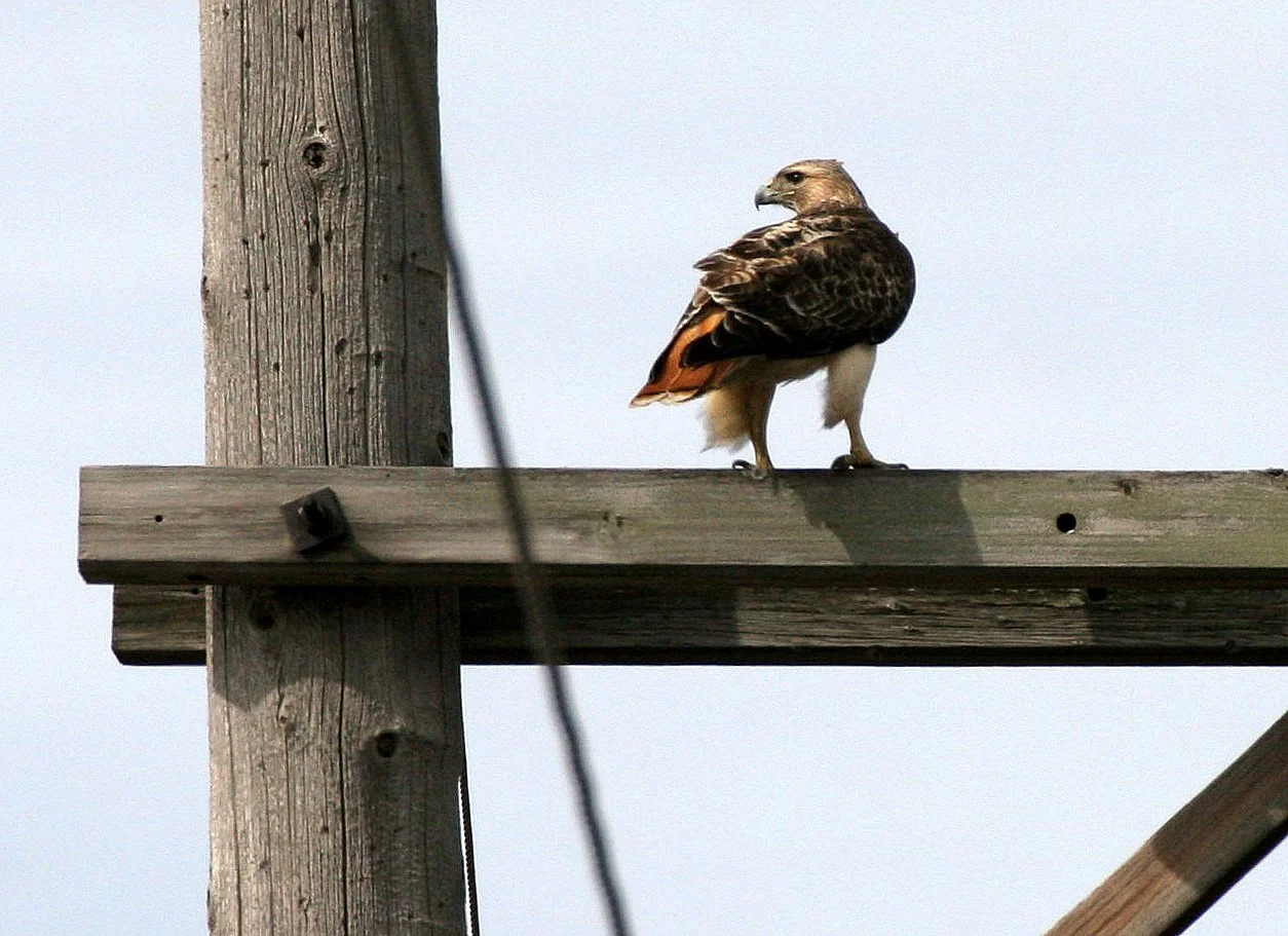 Buteo jamaicensis - RED-TAILED HAWK - WHEATON ILLINOIS (5).JPG