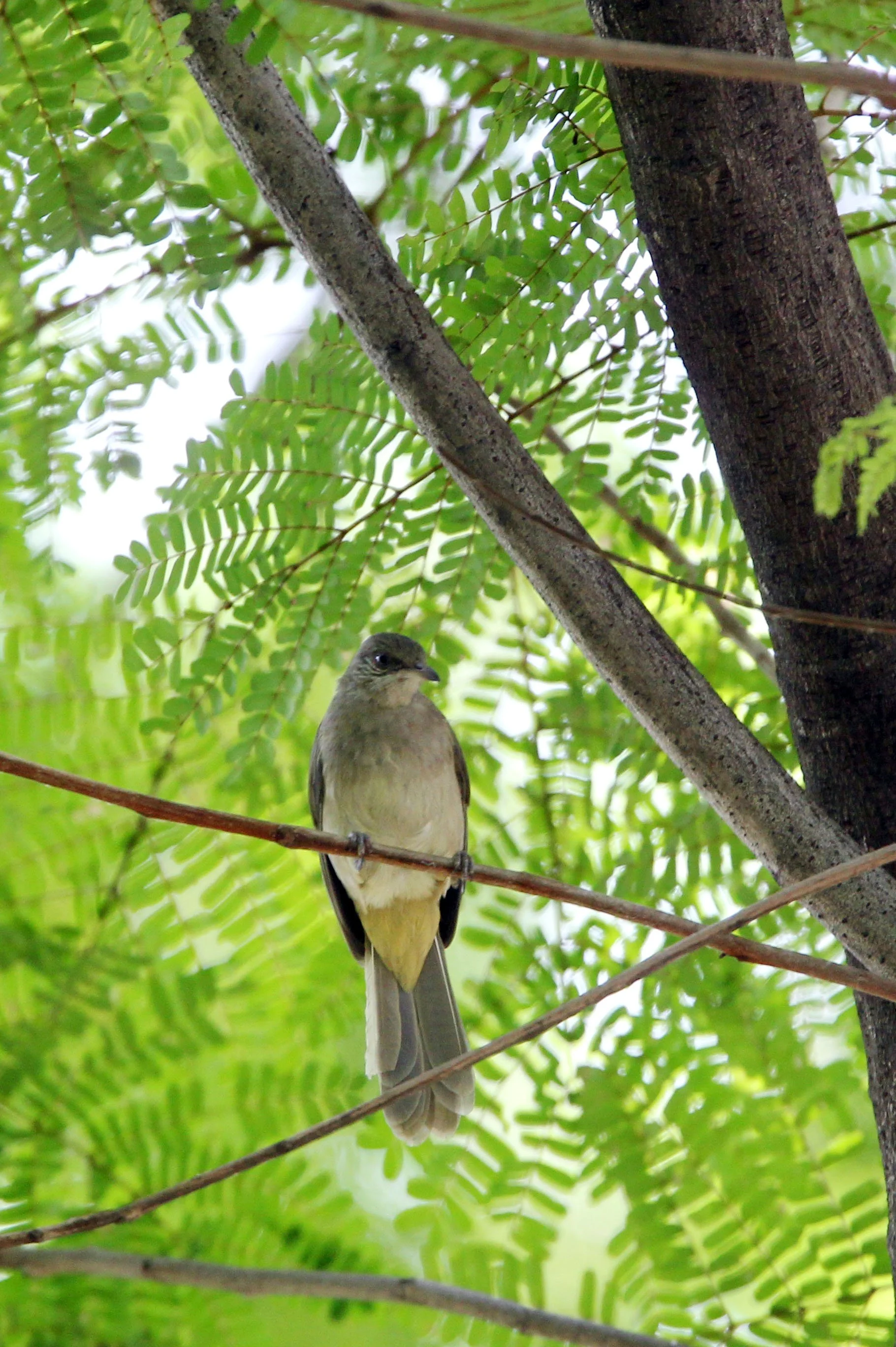 BULBUL - STREAK-EARED BULBUL - Pycnonotus blandfordi - LUMPINI PARK BANGKOK THAILAND (6).JPG