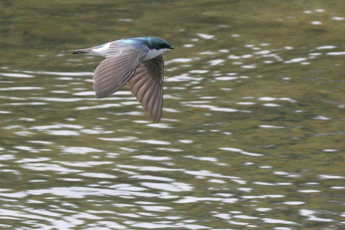Tree Swallow (Tachycineta bicolor) Morse Creek Mouth Olympic Peninsula Washington (10).jpg