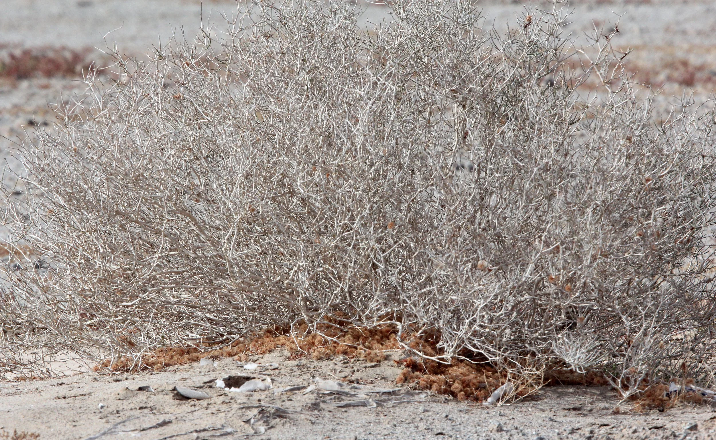 DULAN - GOBI-LIKE DESERT NEAR DULAN ALONG THE WAY TO GOULI HUNTING RESERVE (1).JPG